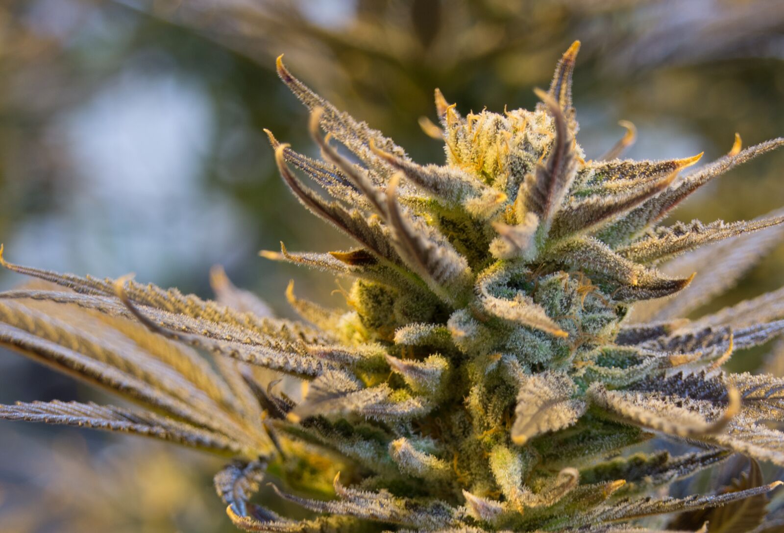 Sony SLT-A65 (SLT-A65V) sample photo. Cannabis, pot, weed photography