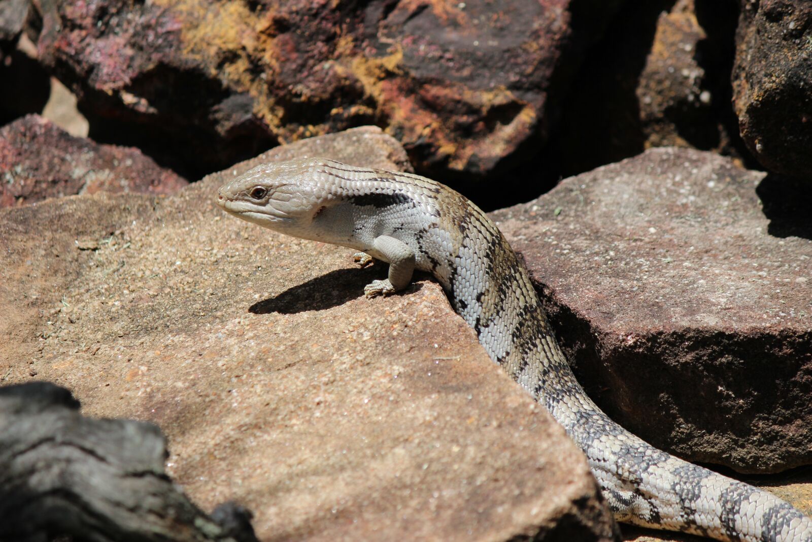Canon EF-S 55-250mm F4-5.6 IS sample photo. Lizard, bluetongue, australian photography