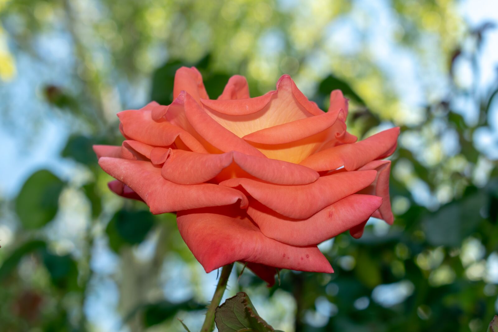 Nikon D3300 sample photo. Flower, nature, garden photography