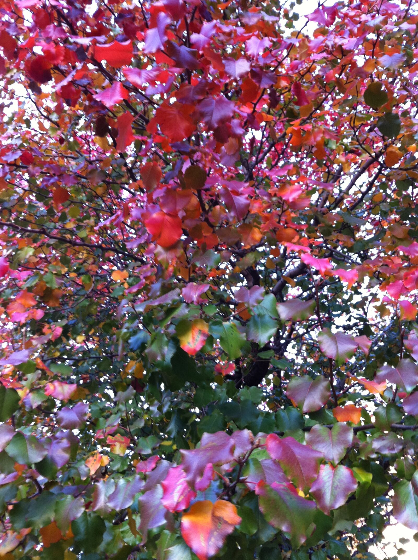 Apple iPhone 4 sample photo