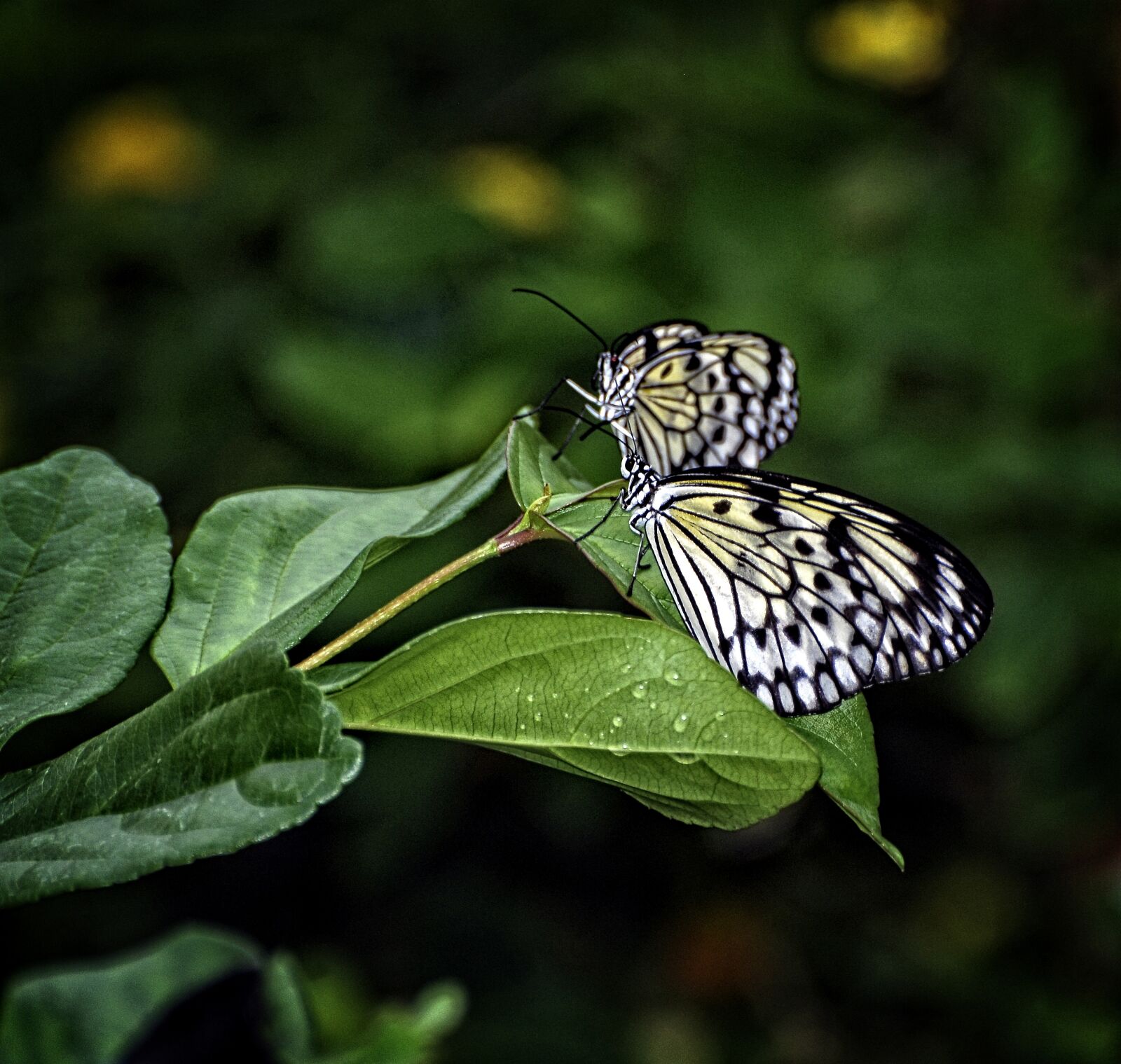 Nikon D80 sample photo. Idea, leuconoe, paper kite photography