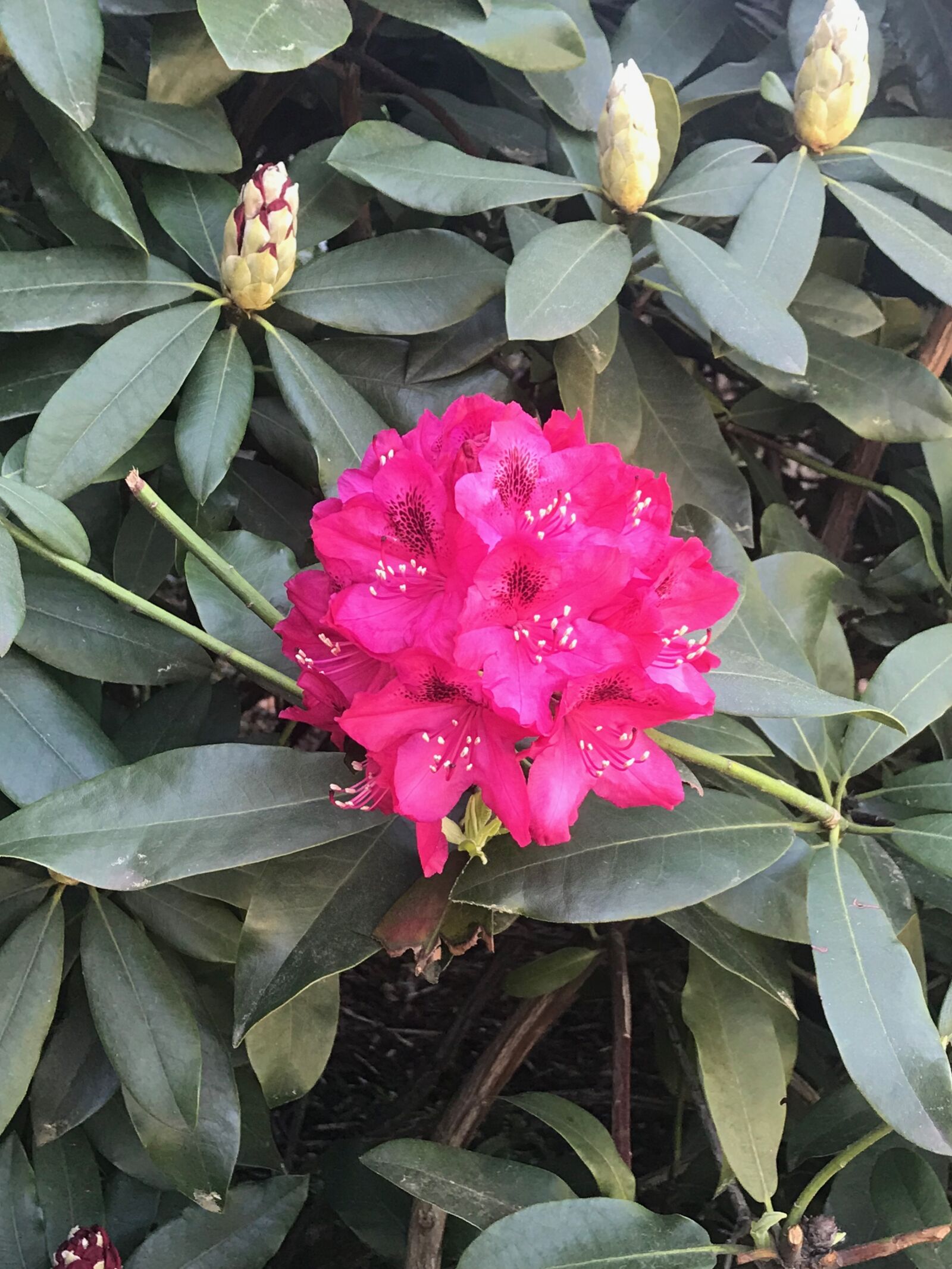 iPhone 7 Plus back dual camera 3.99mm f/1.8 sample photo. Flower, plant, blossom photography