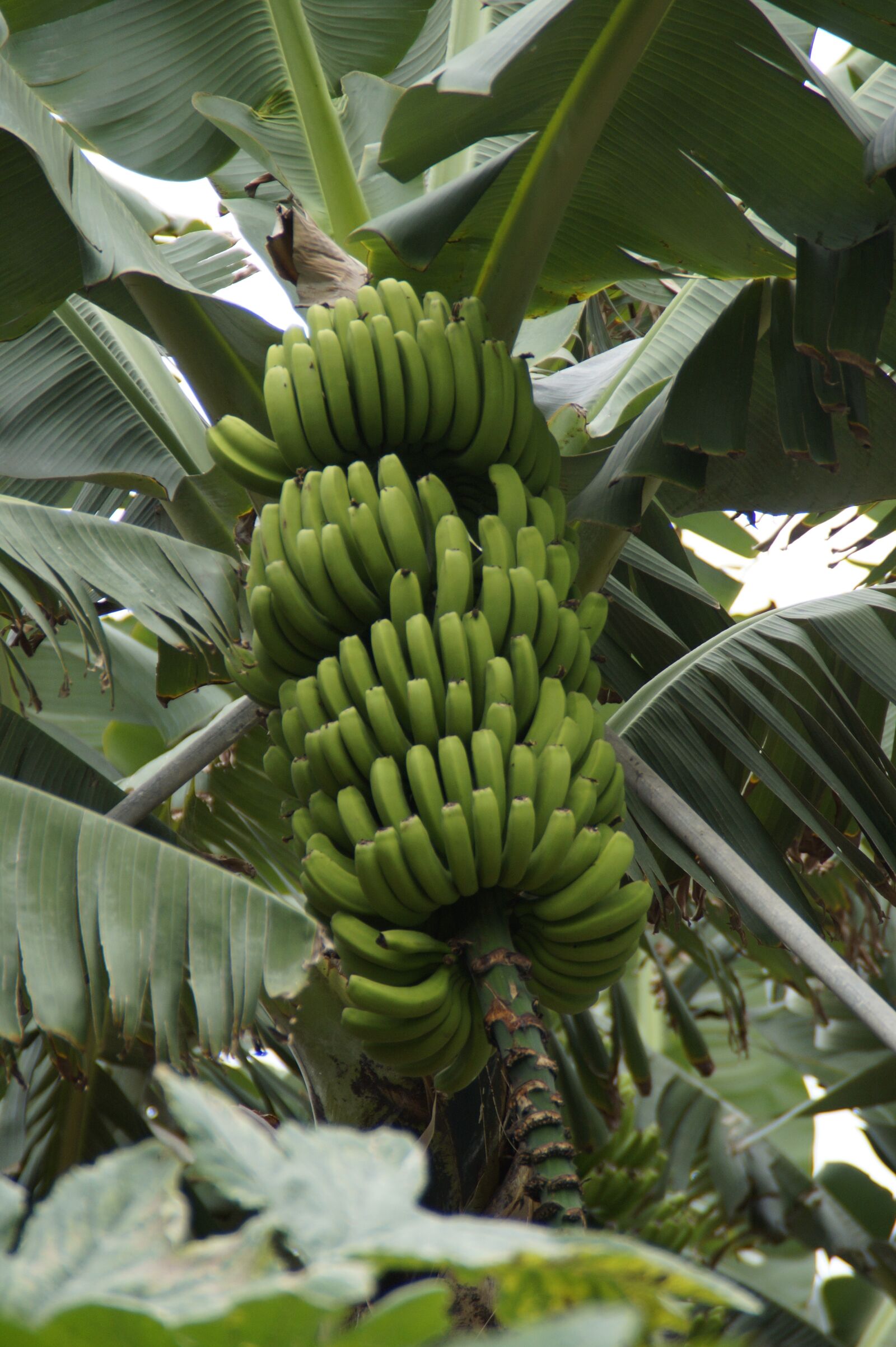 Sony SLT-A58 sample photo. Bananas, banana shrub, banana photography