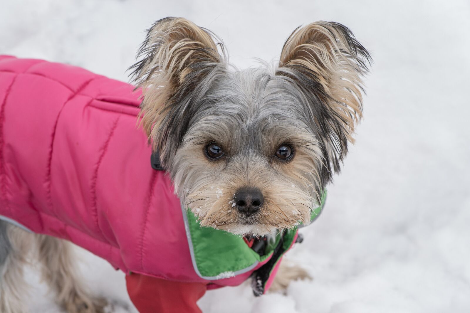 Nikon D7100 sample photo. Dog, small dog, yorkshire photography