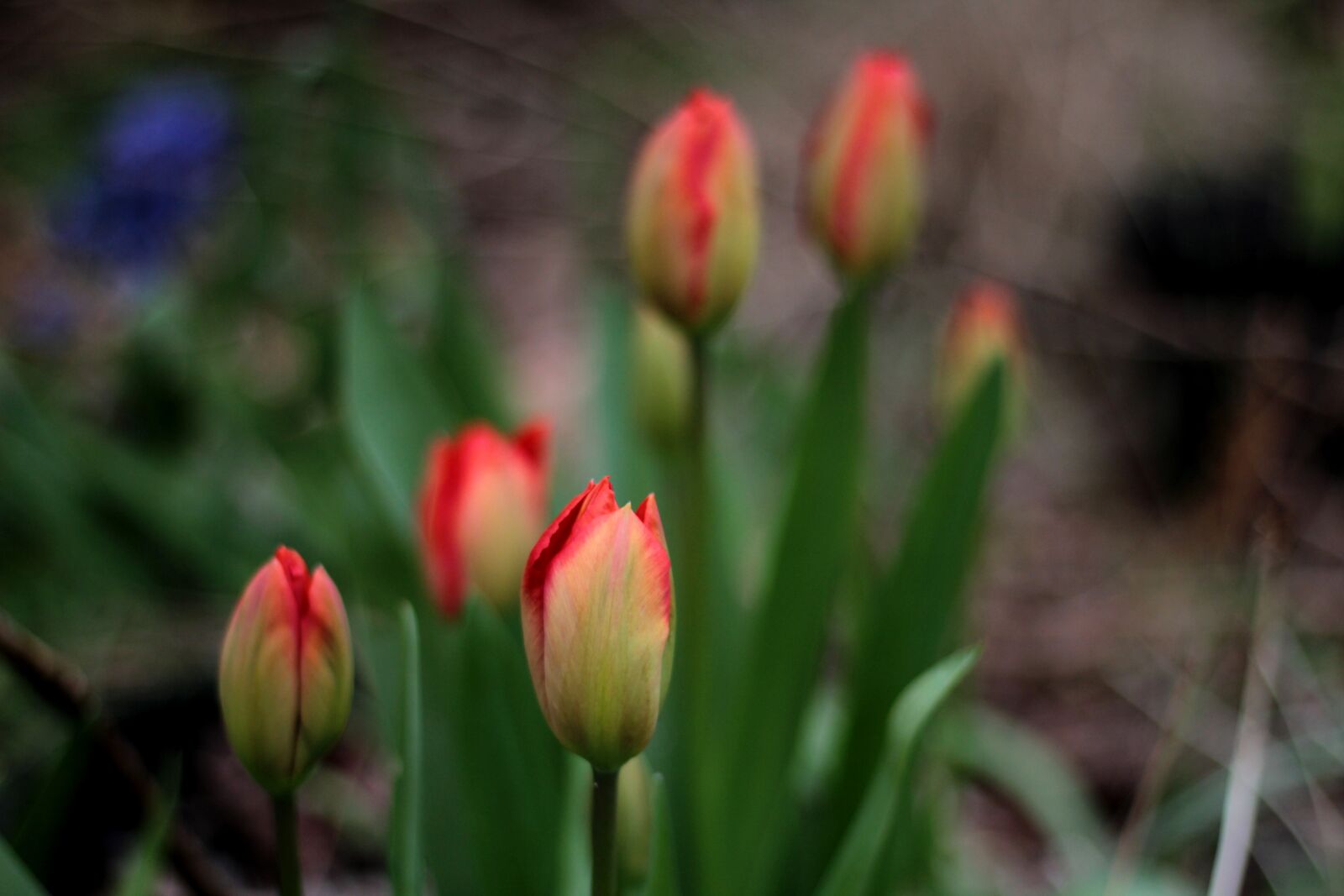 Canon EOS 600D (Rebel EOS T3i / EOS Kiss X5) + Canon EF 50mm F1.8 STM sample photo. Tulips, red, spring photography