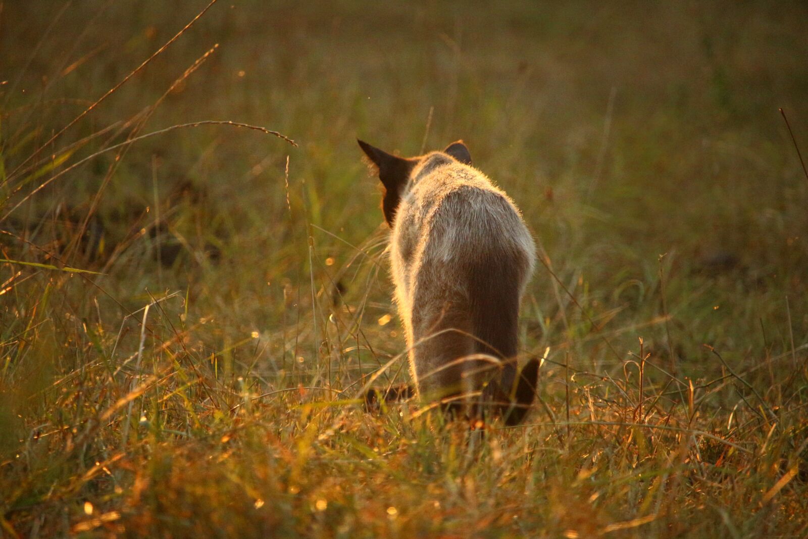 Canon EOS 100D (EOS Rebel SL1 / EOS Kiss X7) sample photo. Cat, mieze, siamese cat photography