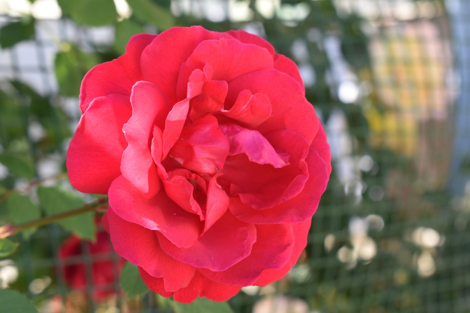 Nikon D5600 sample photo. Flower, rose, red photography