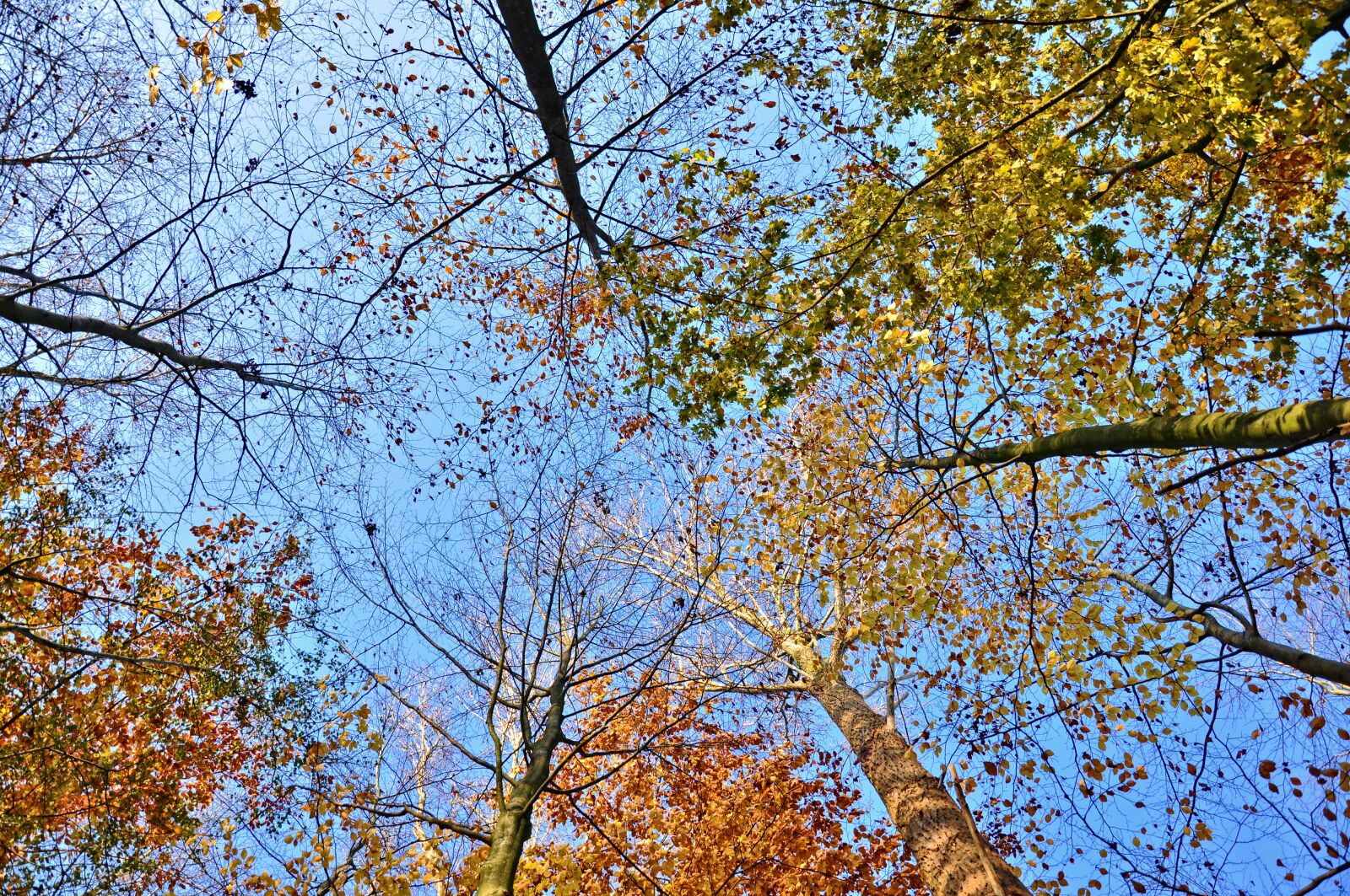 Nikon D90 sample photo. Tree tops, trees, trunks photography