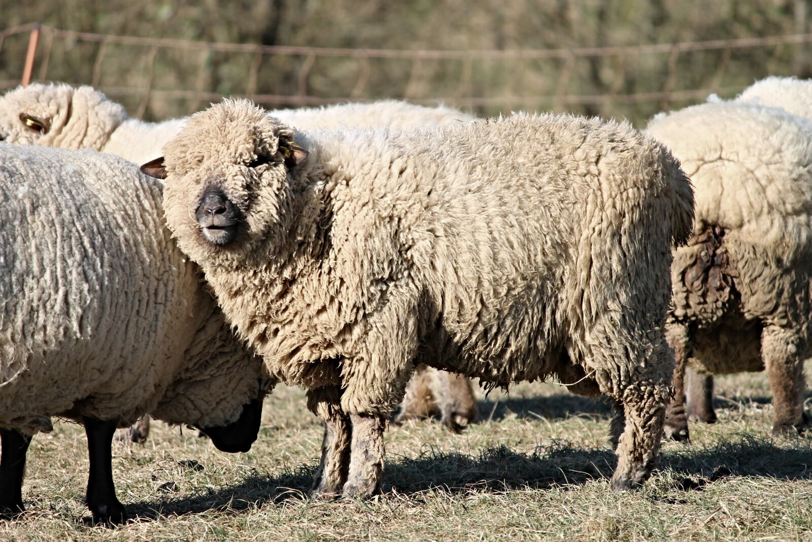 Canon EOS 1100D (EOS Rebel T3 / EOS Kiss X50) sample photo. Sheep, wool, wool sheep photography
