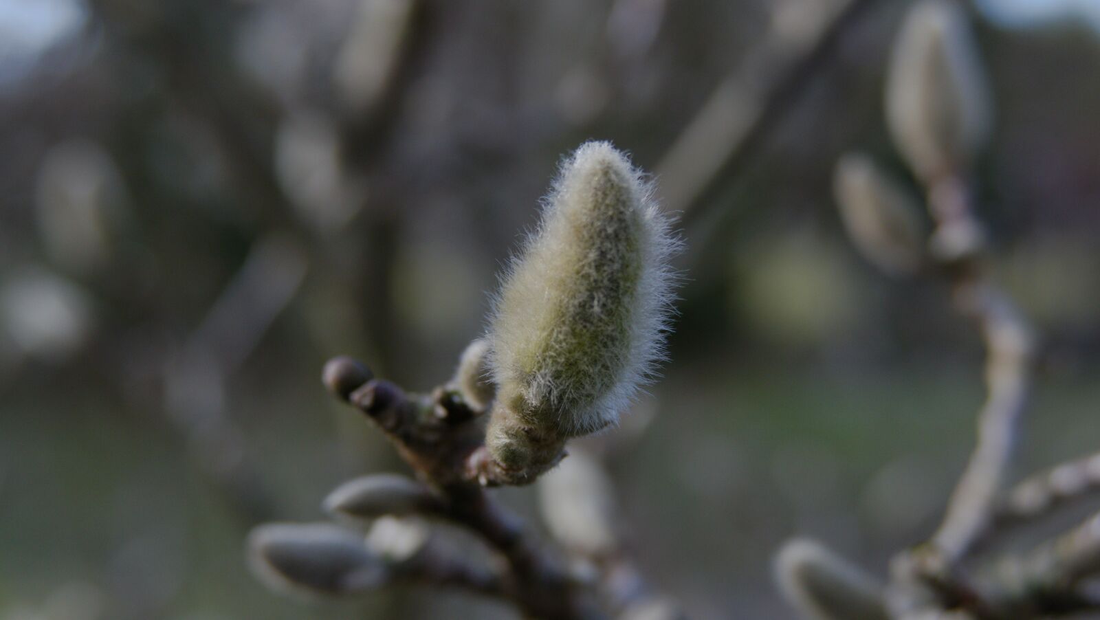 Panasonic Lumix DMC-FZ1000 sample photo. Magnolia, spring, flowering photography