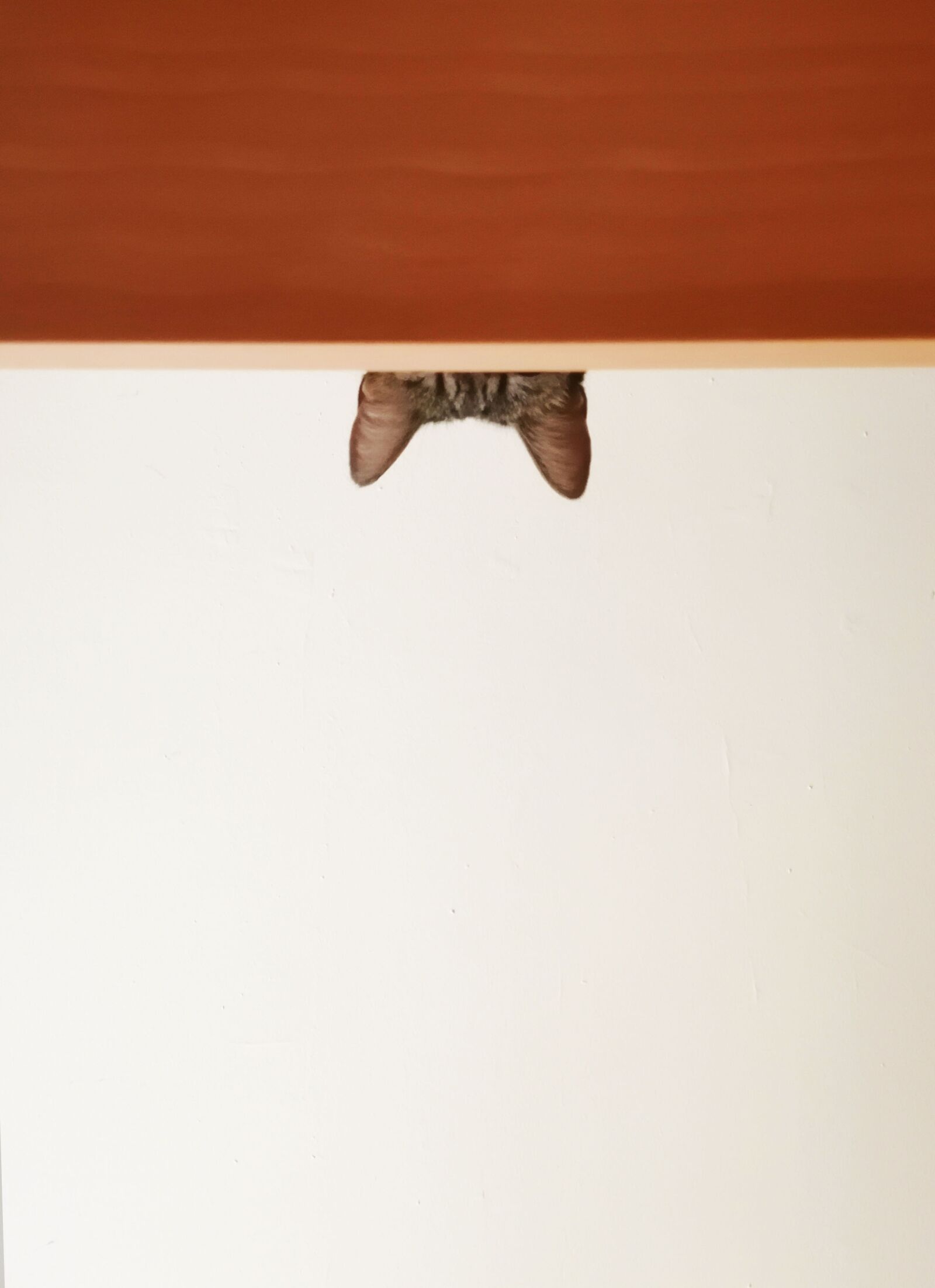HUAWEI CLT-L09 sample photo. Animals, cat, animal photography