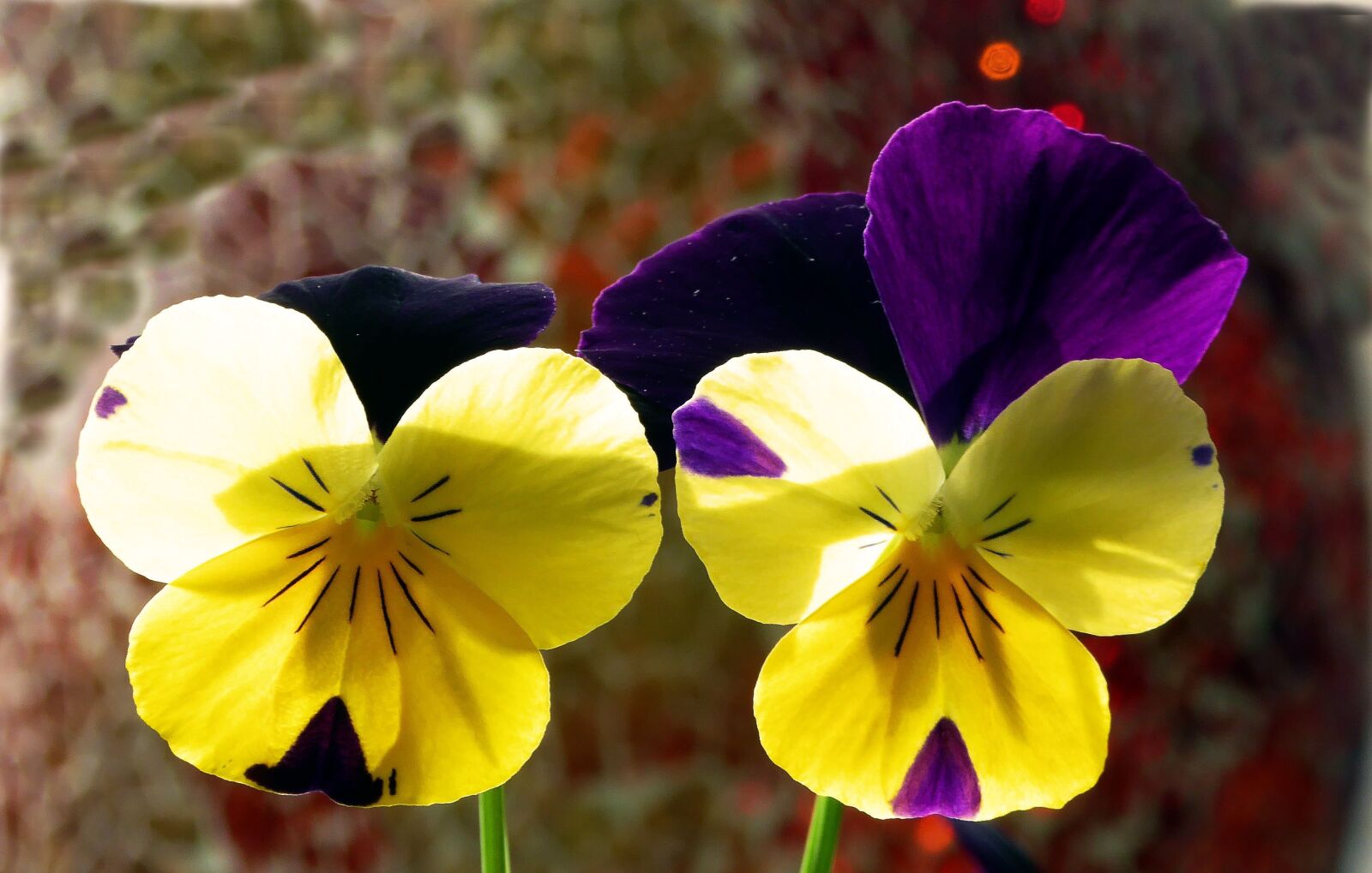 Panasonic DMC-TZ61 sample photo. 400–500, spring, close up photography