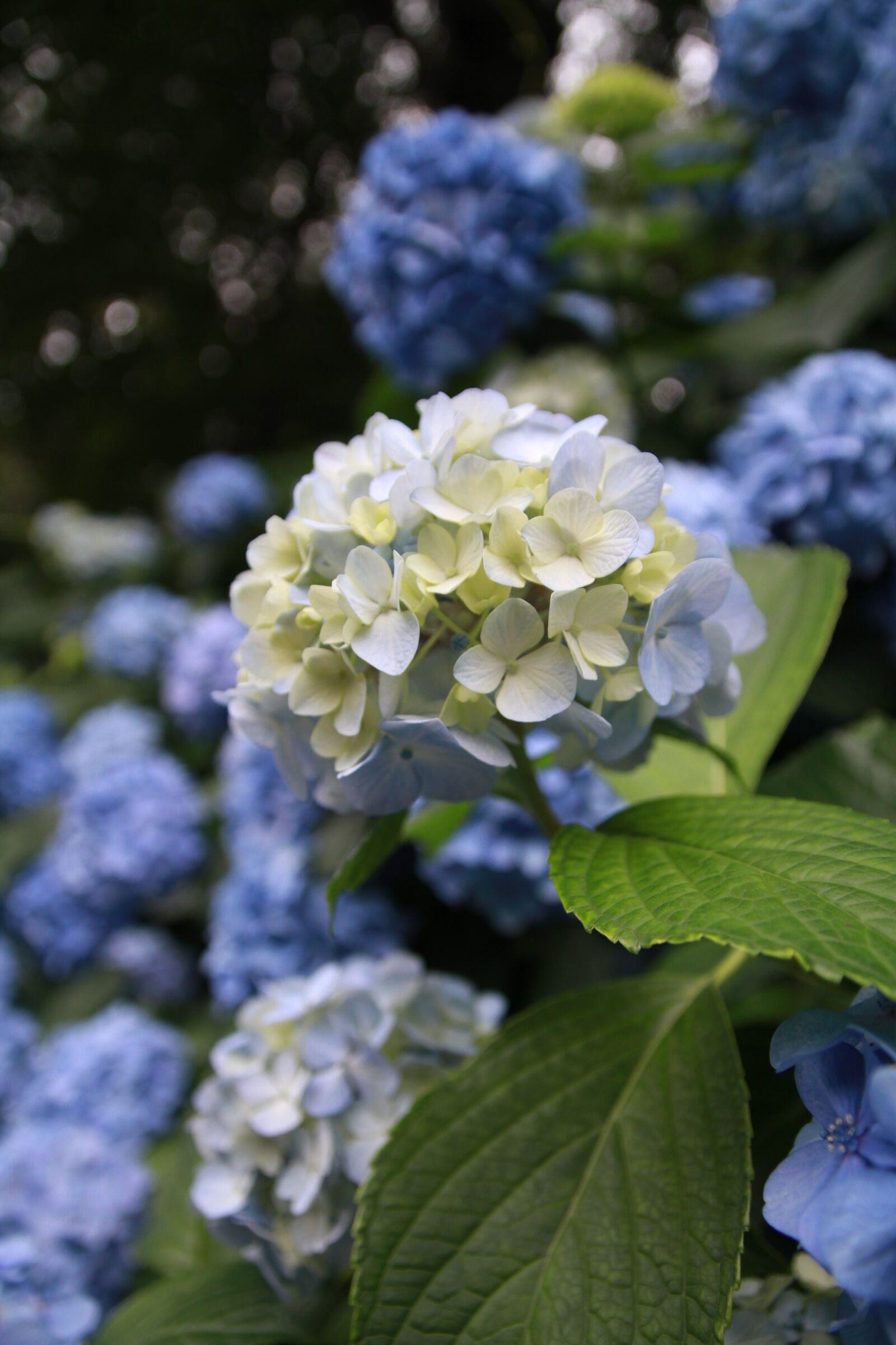 Canon EOS 7D sample photo. Hydrangea, plant, flowers photography