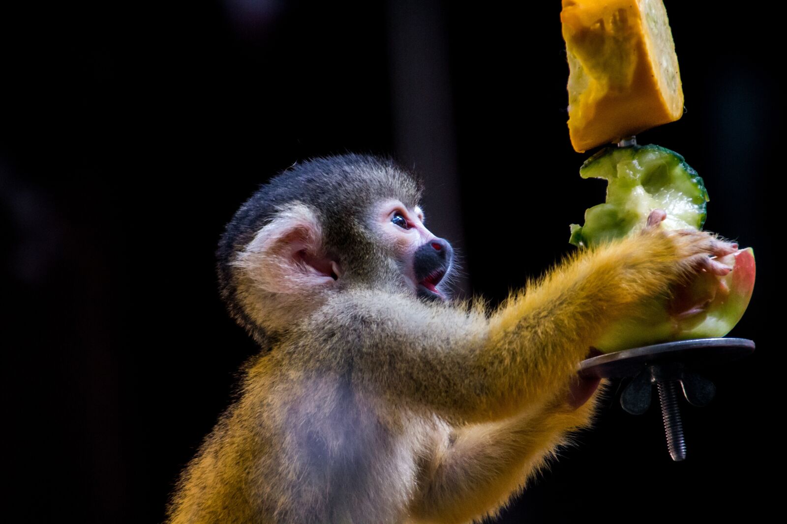 Canon EOS 70D sample photo. Squirrel monkey, monkey, äffchen photography