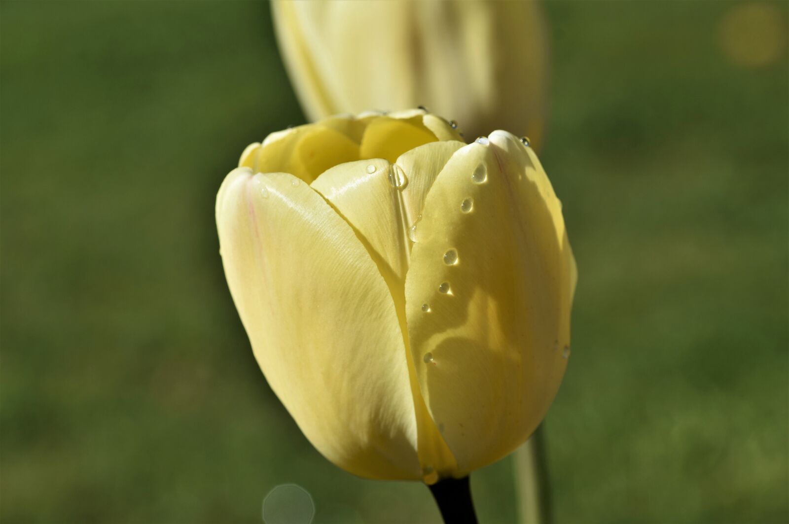 Nikon D7200 sample photo. Tulip, tulip field, blossom photography