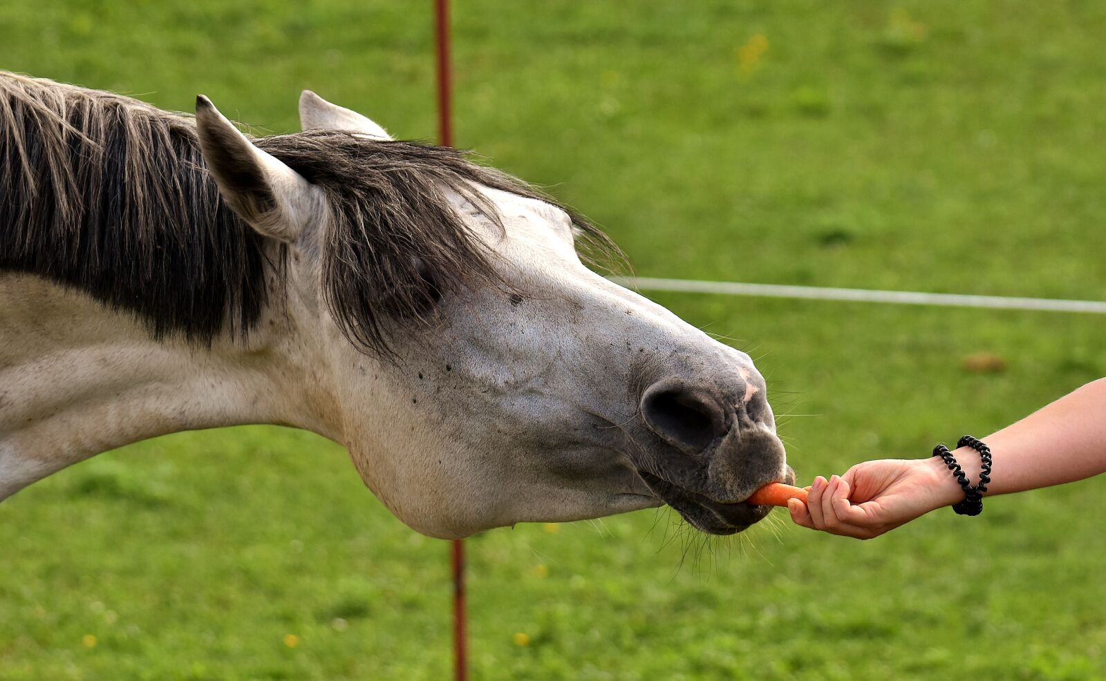 Nikon D7200 sample photo. Mold, horse, love for photography