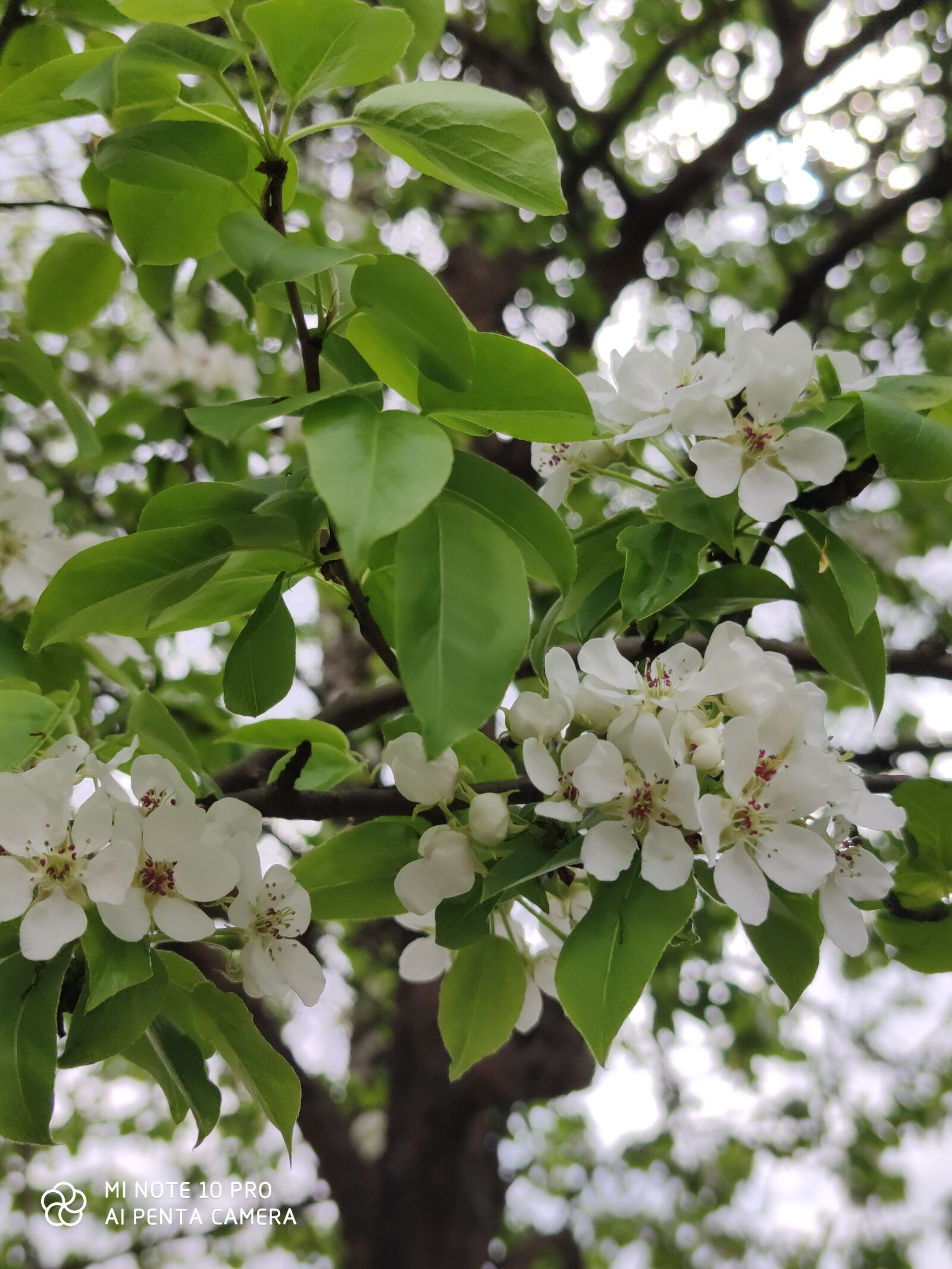 Xiaomi Mi Note 10 Pro sample photo. весна, сад, яблоня photography