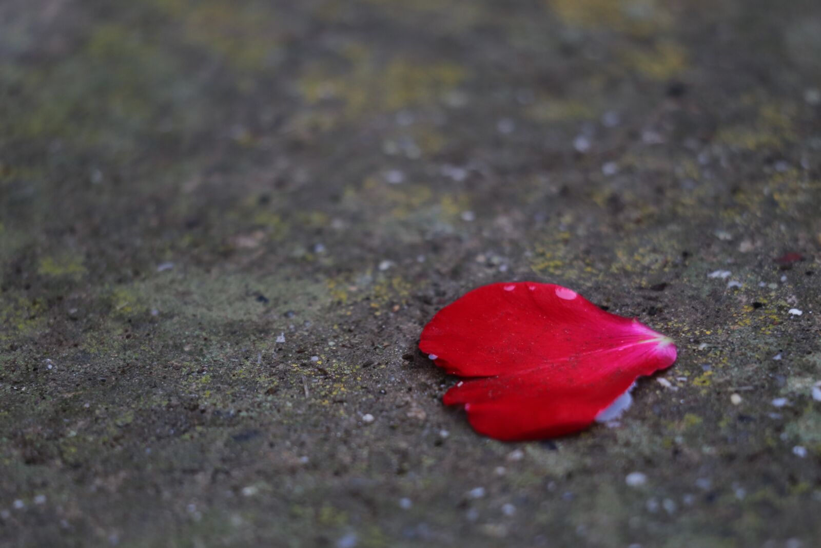 Canon EF 70-300 F4-5.6 IS II USM sample photo. Red petal, heart, under photography