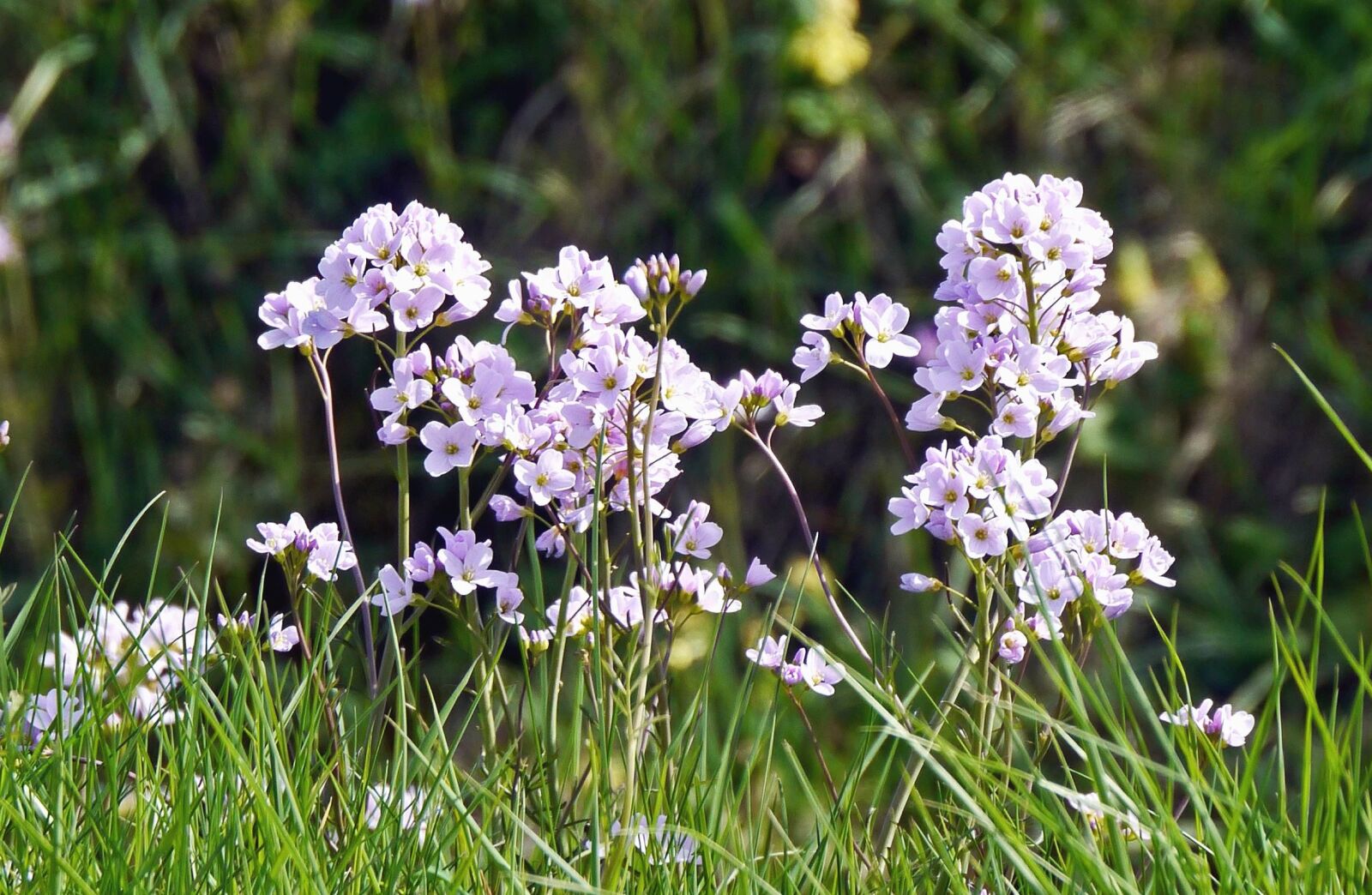 Panasonic Lumix DMC-G3 sample photo. Flower, lilac, herb, plant photography