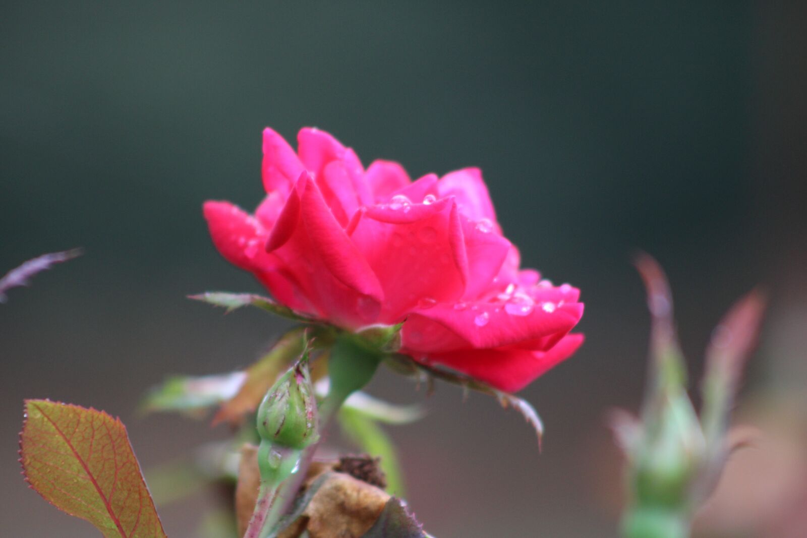 Canon EOS 2000D (EOS Rebel T7 / EOS Kiss X90 / EOS 1500D) sample photo. Bloom, flower, plant photography