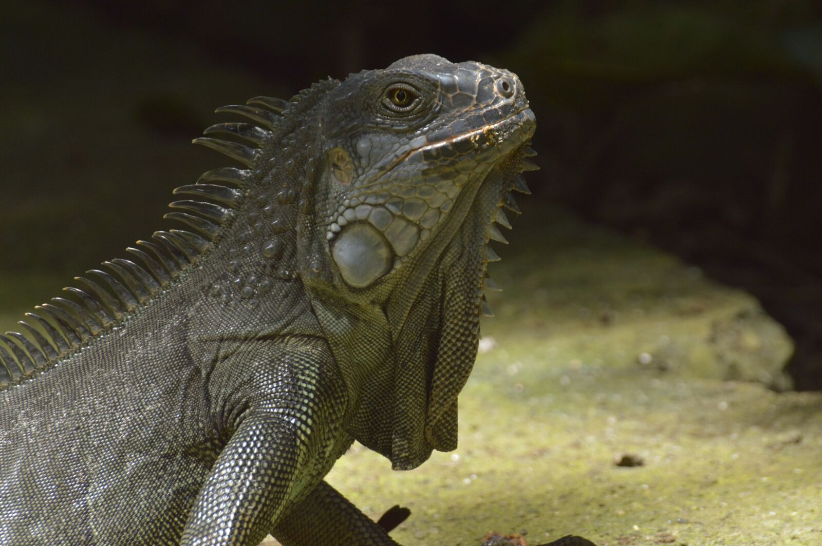 Nikon D3200 sample photo. Iguana, reptile, costa rica photography