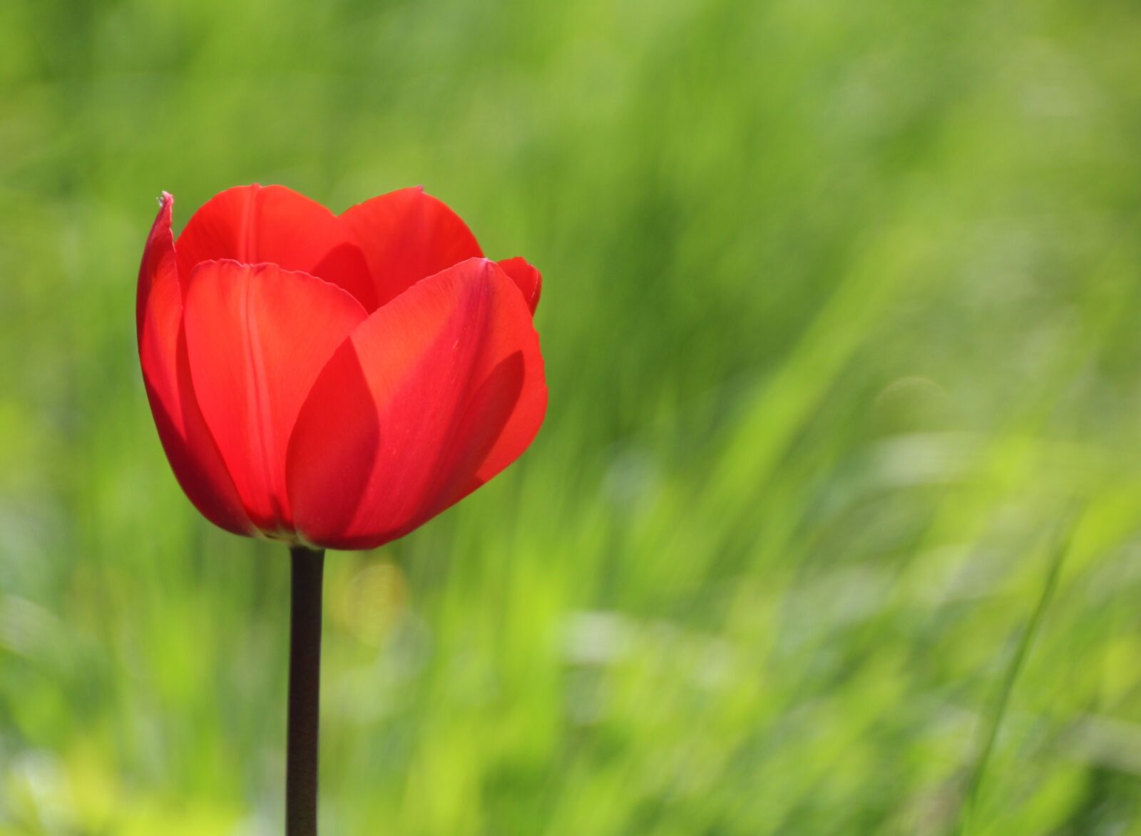 Canon EOS 1200D (EOS Rebel T5 / EOS Kiss X70 / EOS Hi) sample photo. Poppy, red, red poppy photography