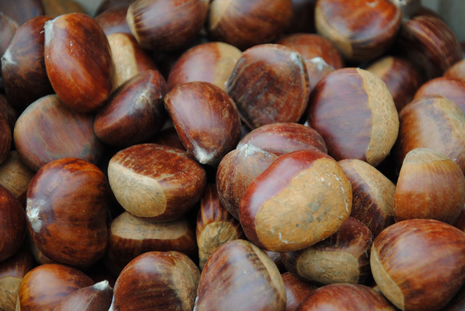 Nikon D3000 sample photo. Chestnuts, chestnut, sweet chestnut photography