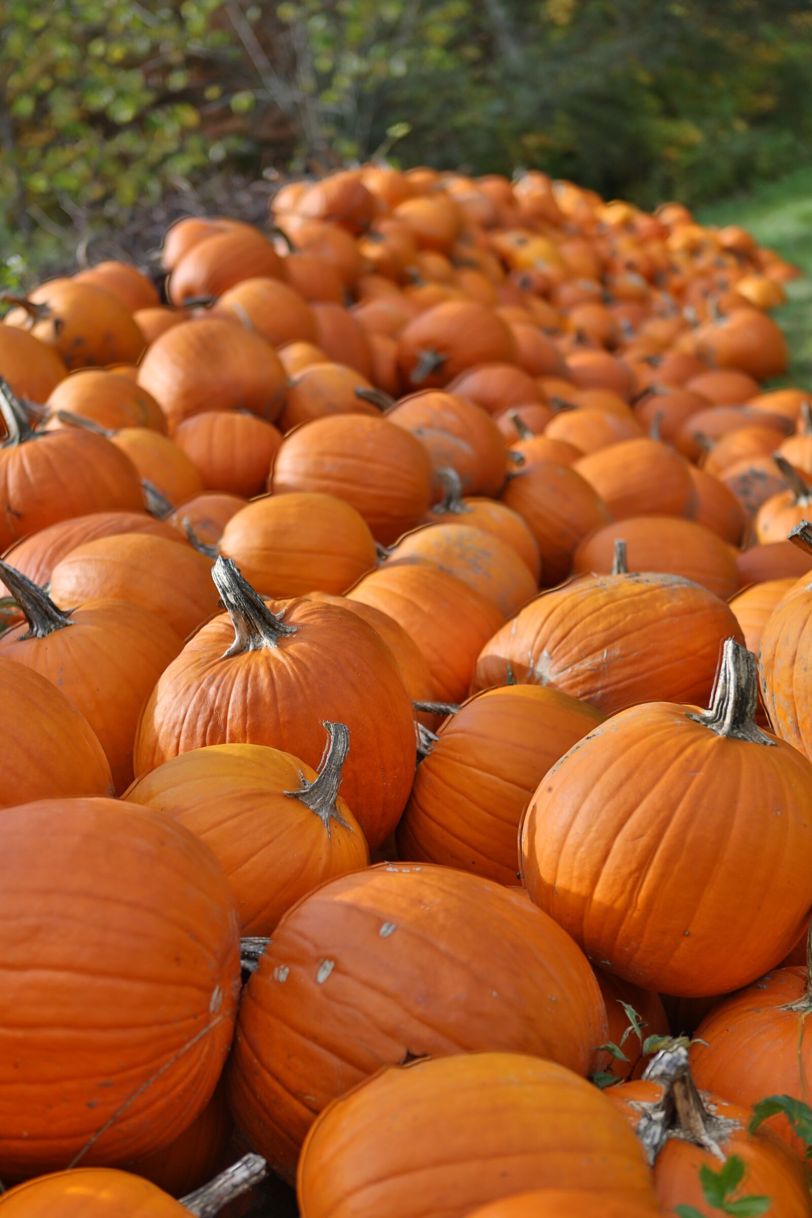 Canon EOS 5D Mark III sample photo. Pumpkins, autumn, vegetables photography