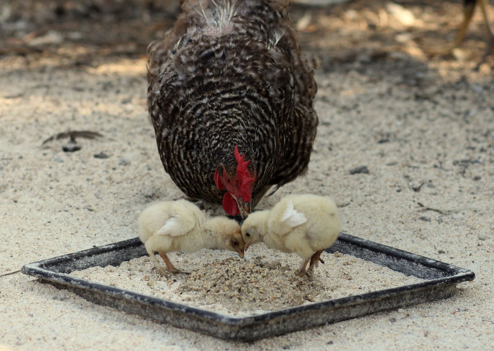 Canon EOS 700D (EOS Rebel T5i / EOS Kiss X7i) + Canon EF 85mm F1.8 USM sample photo. Chicken, toddler, fluffy photography
