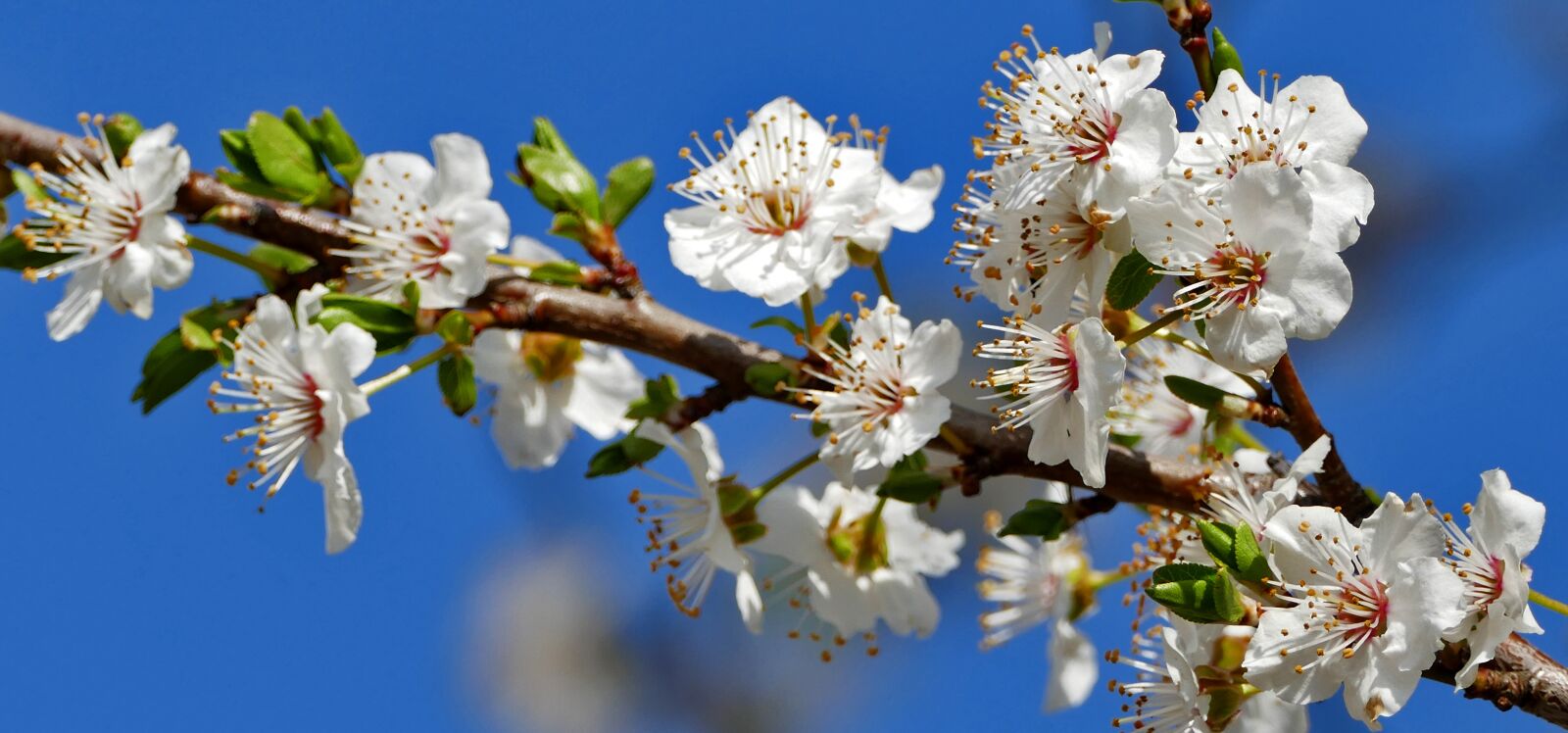 Panasonic Lumix DMC-FZ1000 sample photo. Nature, tree, blossom photography