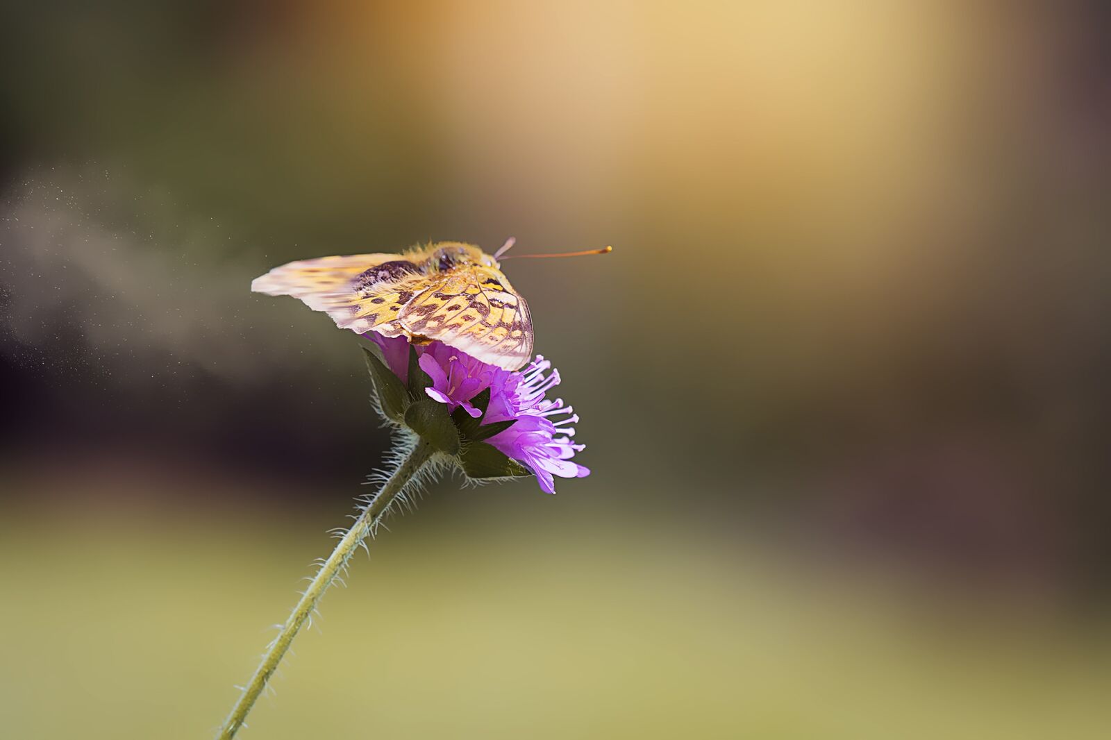 Nikon D7100 sample photo. Medium-sized fritillary, argynnis niobe photography