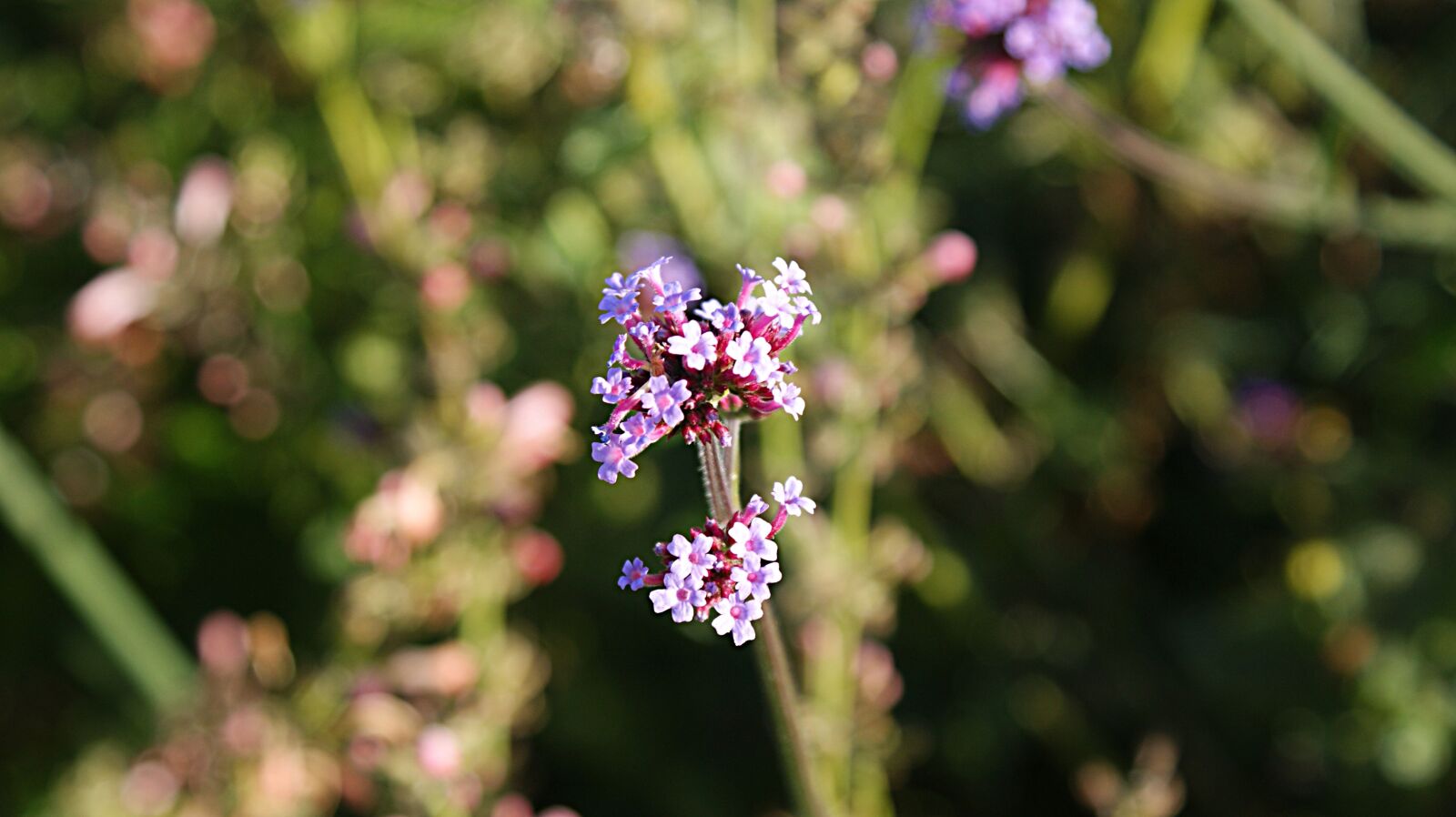 Sony Alpha DSLR-A350 sample photo. Small, flower, nature photography