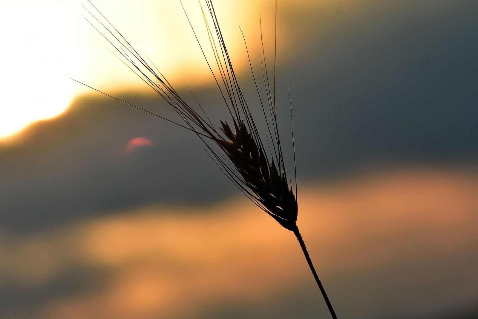 Nikon D3400 sample photo. Kłos, summer, corn photography