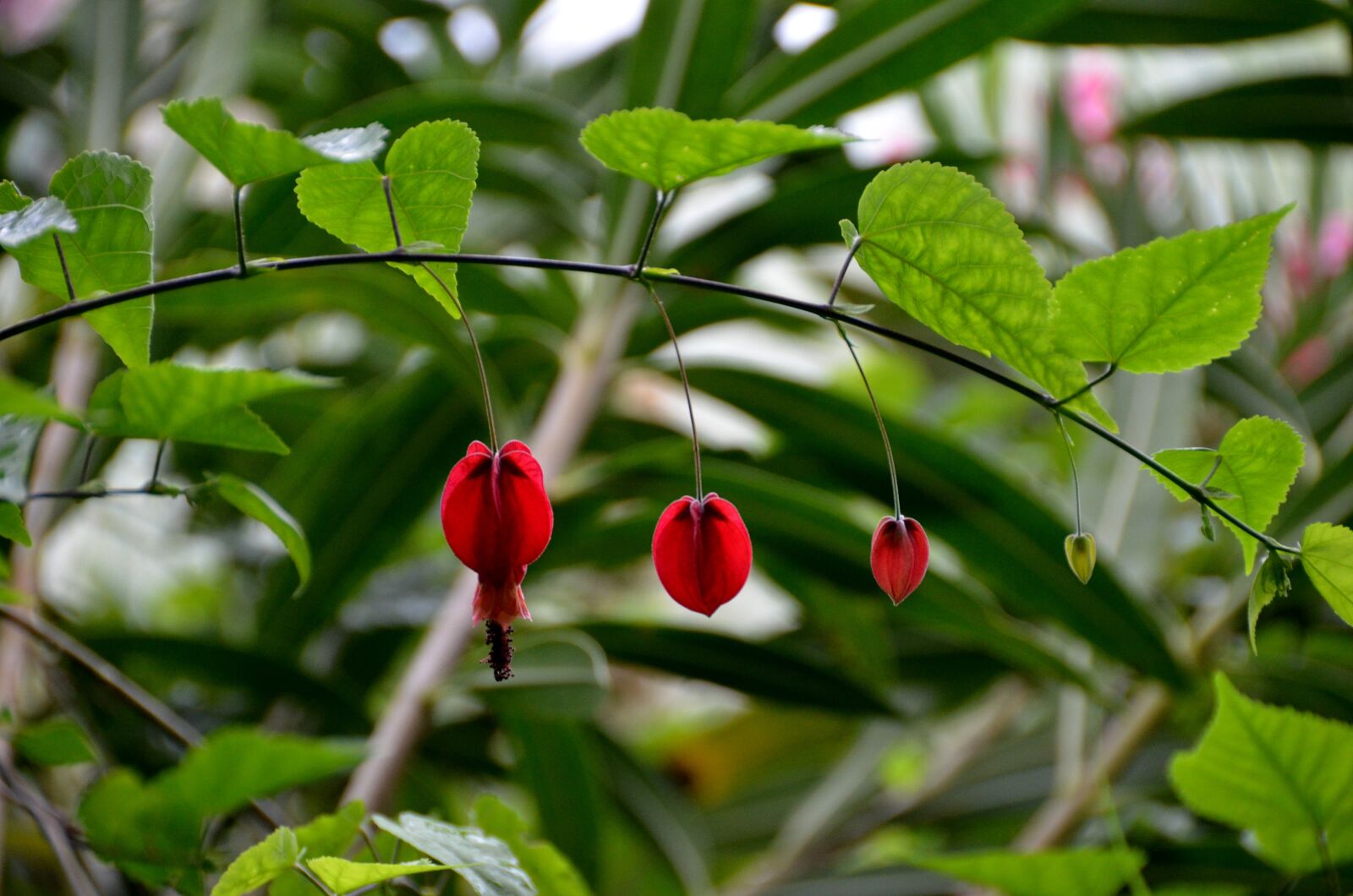 Nikon D7000 sample photo. Bell, red, flower photography