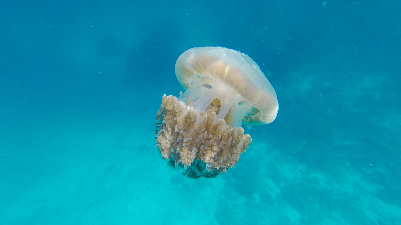 GoPro HERO4 Silver sample photo. Animal, aqua, aquatic, blue photography
