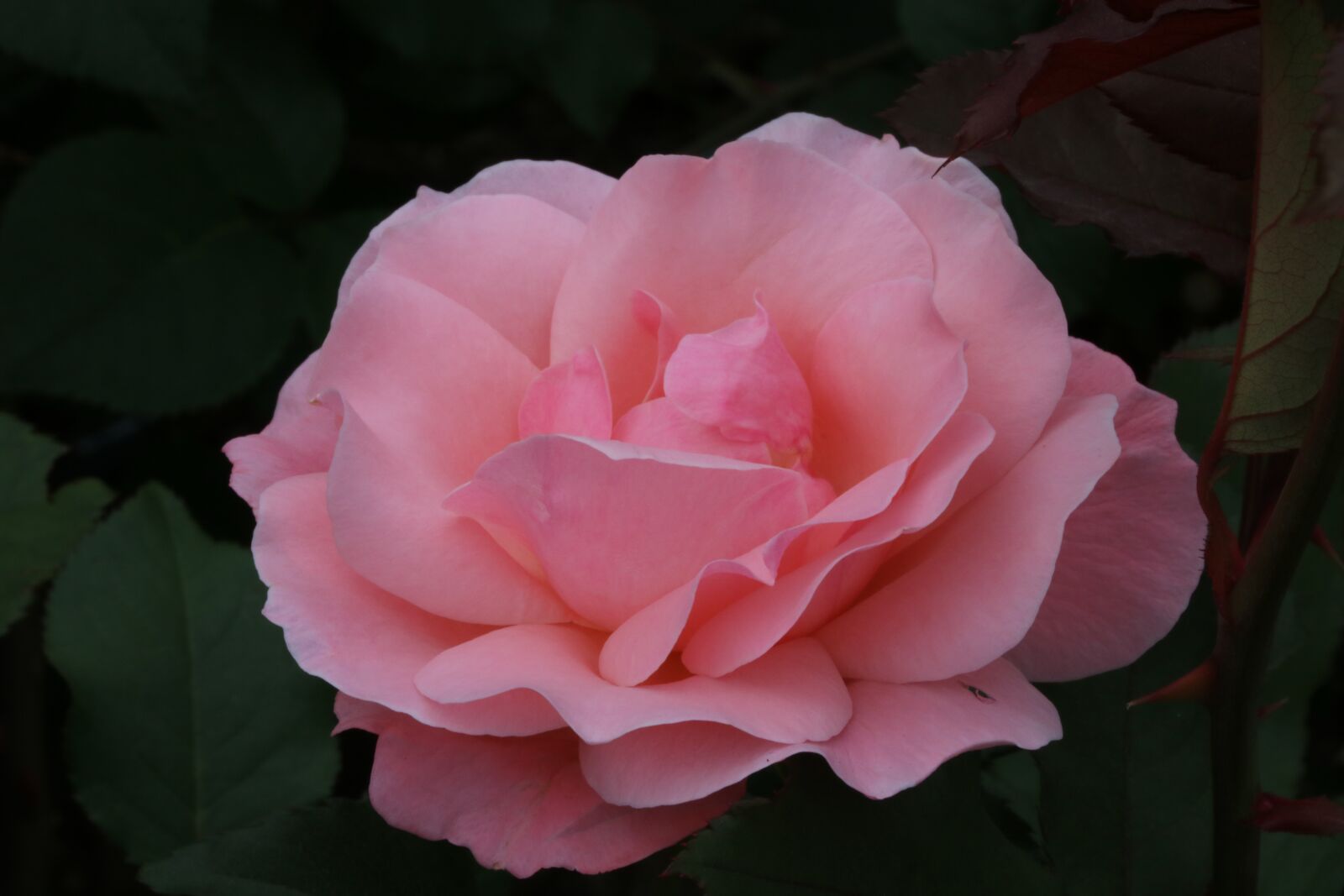 Canon EOS 750D (EOS Rebel T6i / EOS Kiss X8i) sample photo. Rose, rose festival, flowers photography