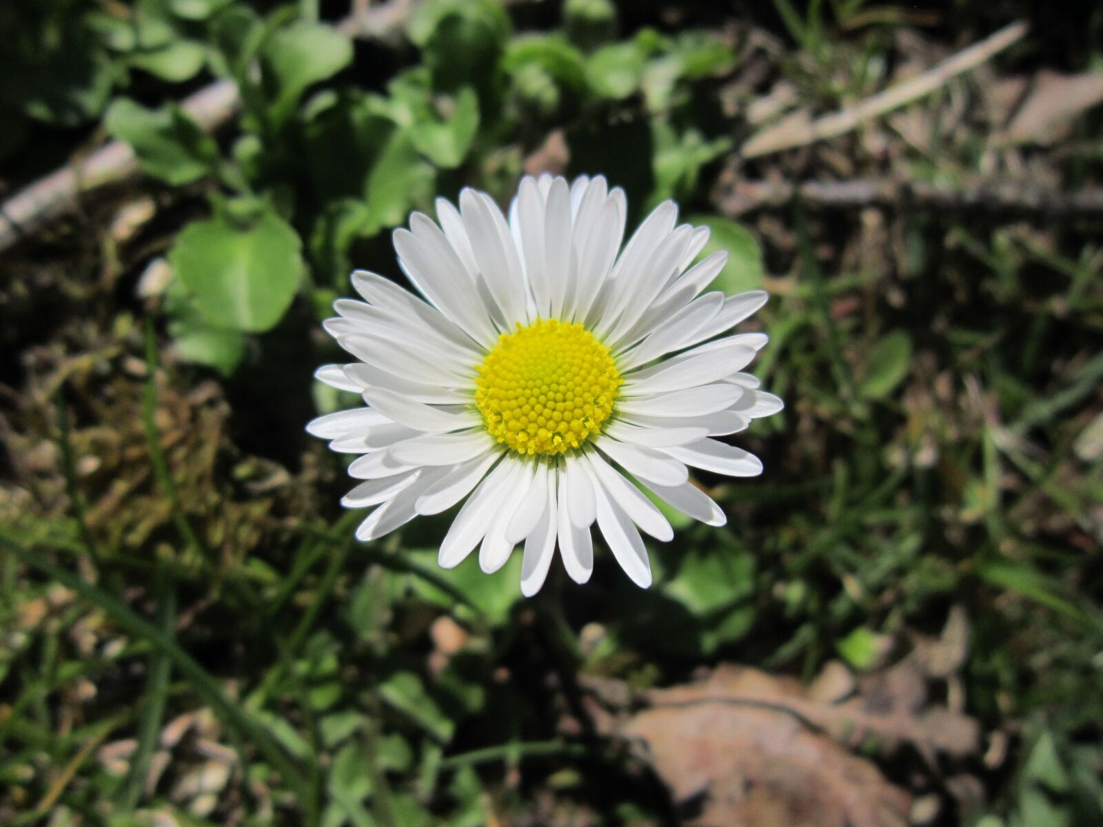 Canon PowerShot A3200 IS sample photo. Daisy, spring, sun photography
