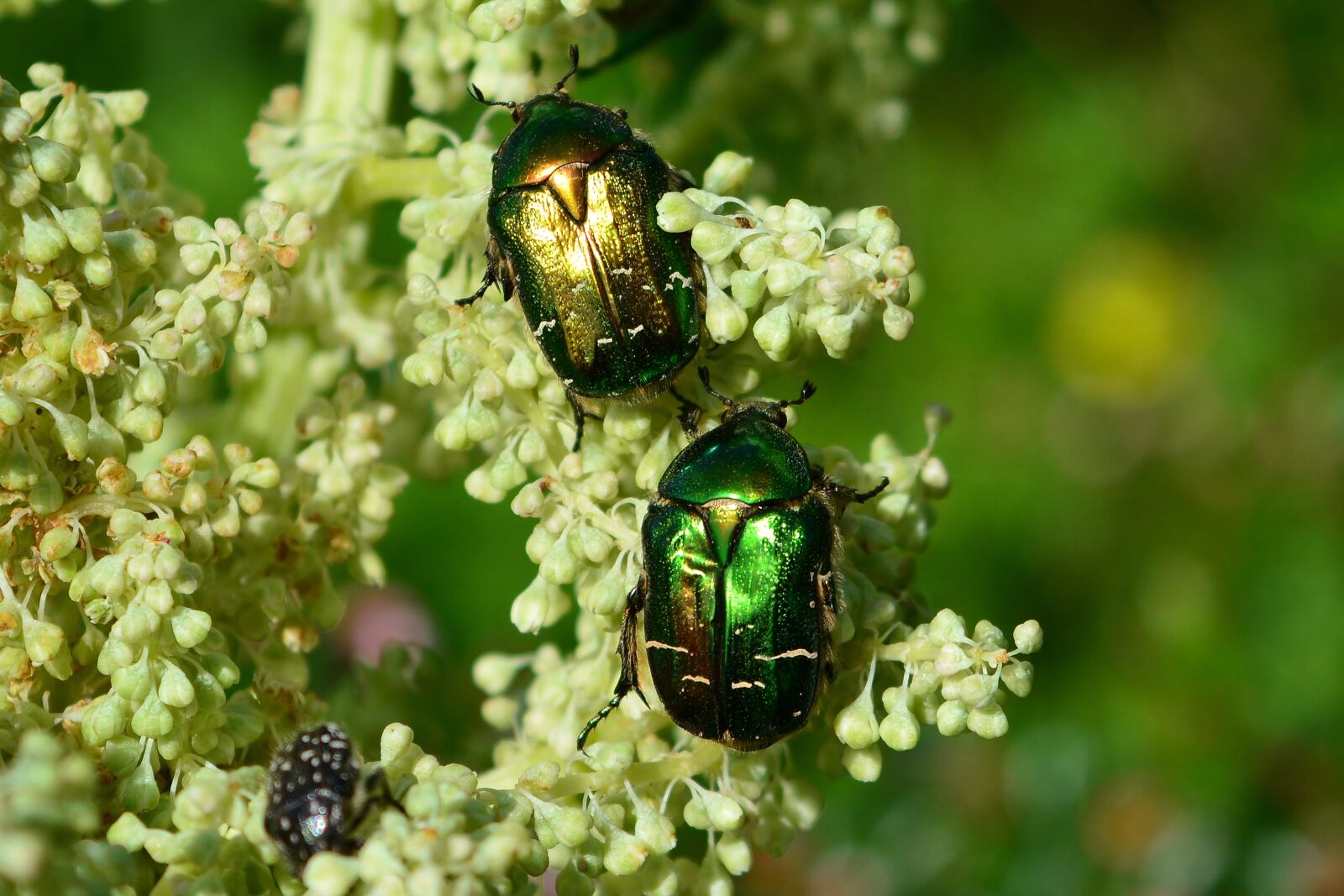 Nikon D5200 sample photo. Rose beetle, aphid, insect photography