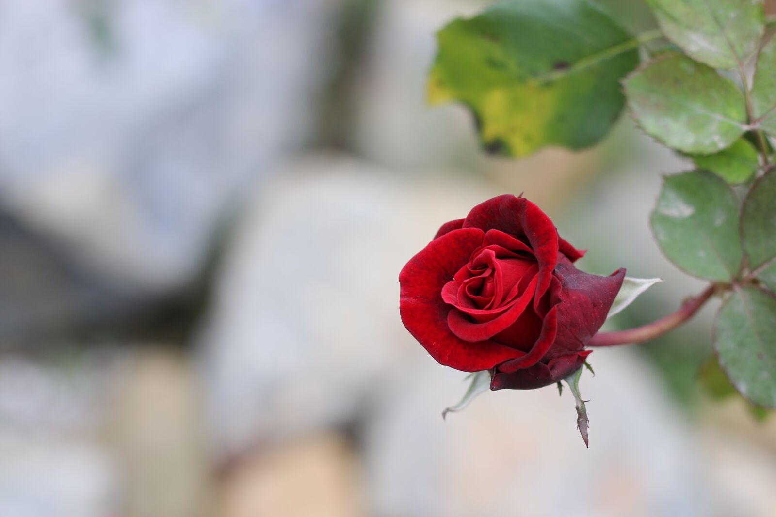 Canon EOS 70D + Canon EF 50mm F1.8 STM sample photo. Red, rose, hồng photography