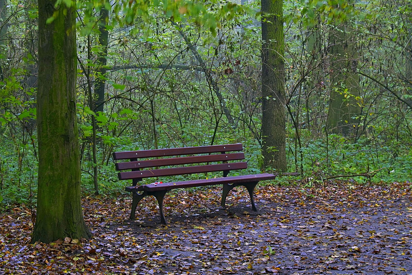 Pentax K-S2 sample photo. The fog, forest, tree photography