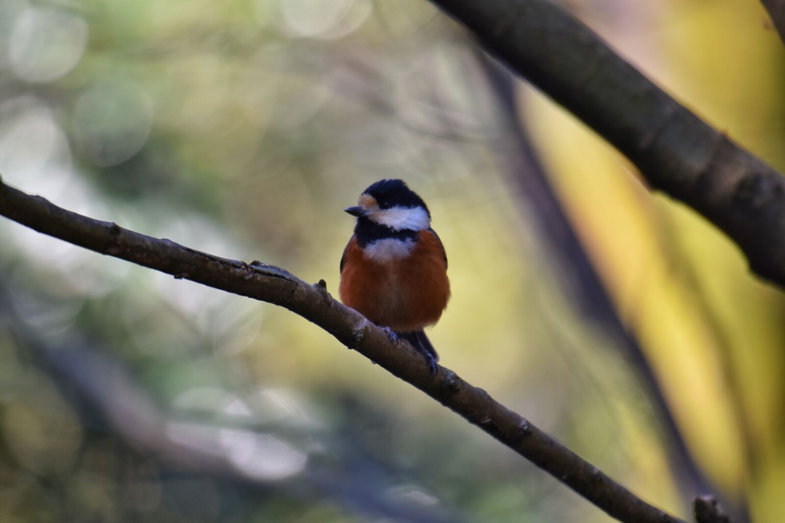Nikon D7200 sample photo. Animal, forest, wood photography