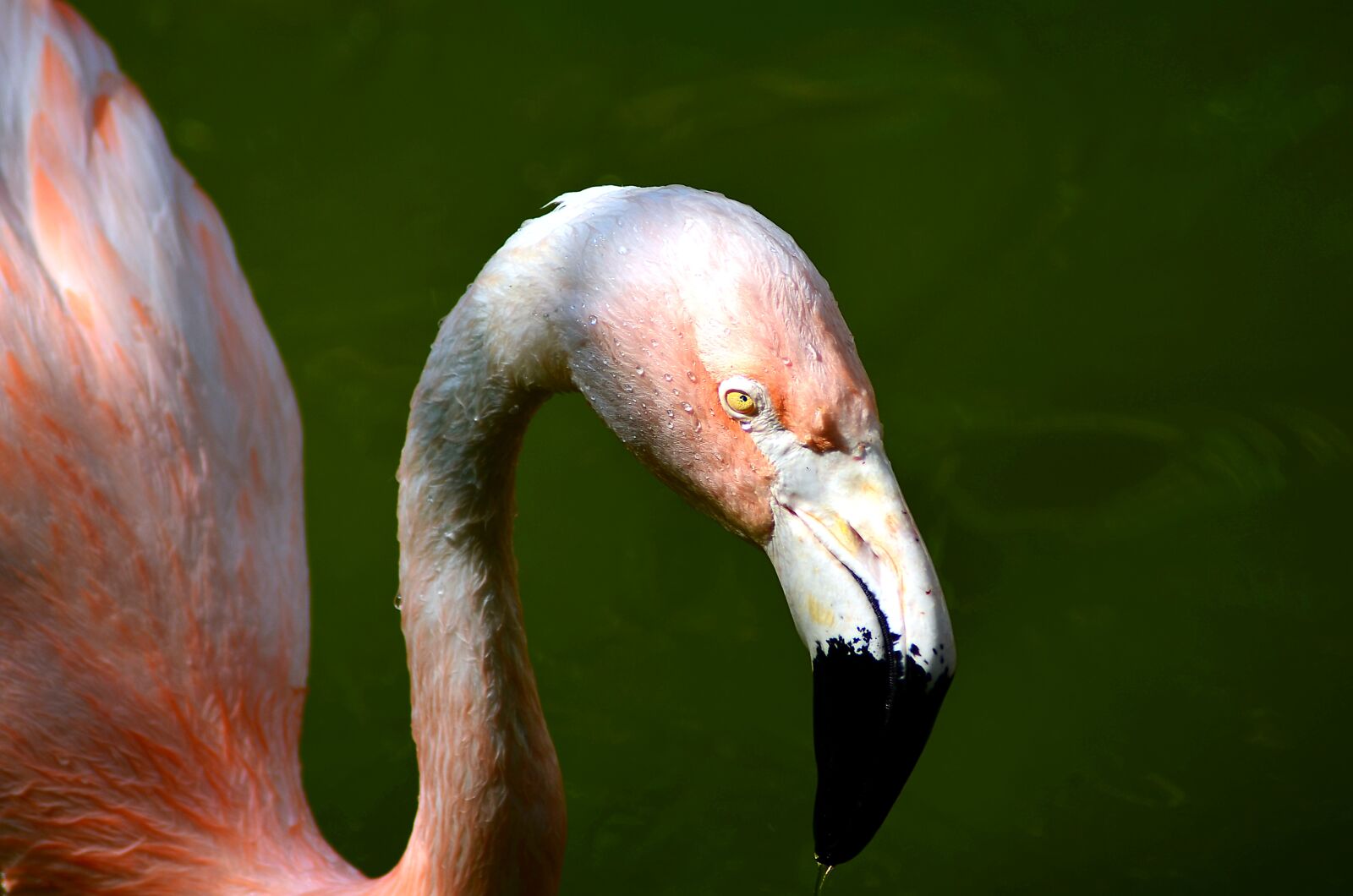 Nikon D5100 sample photo. Bird, head, nature photography