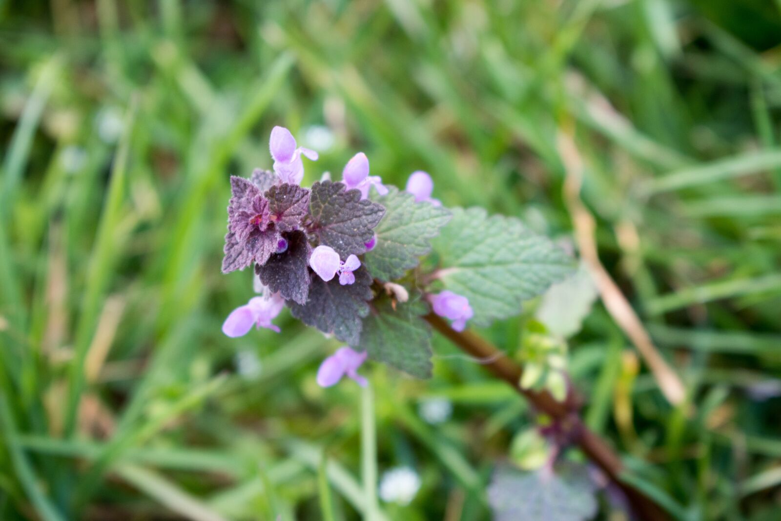 Nikon D5600 sample photo. Spring, leaf, green photography
