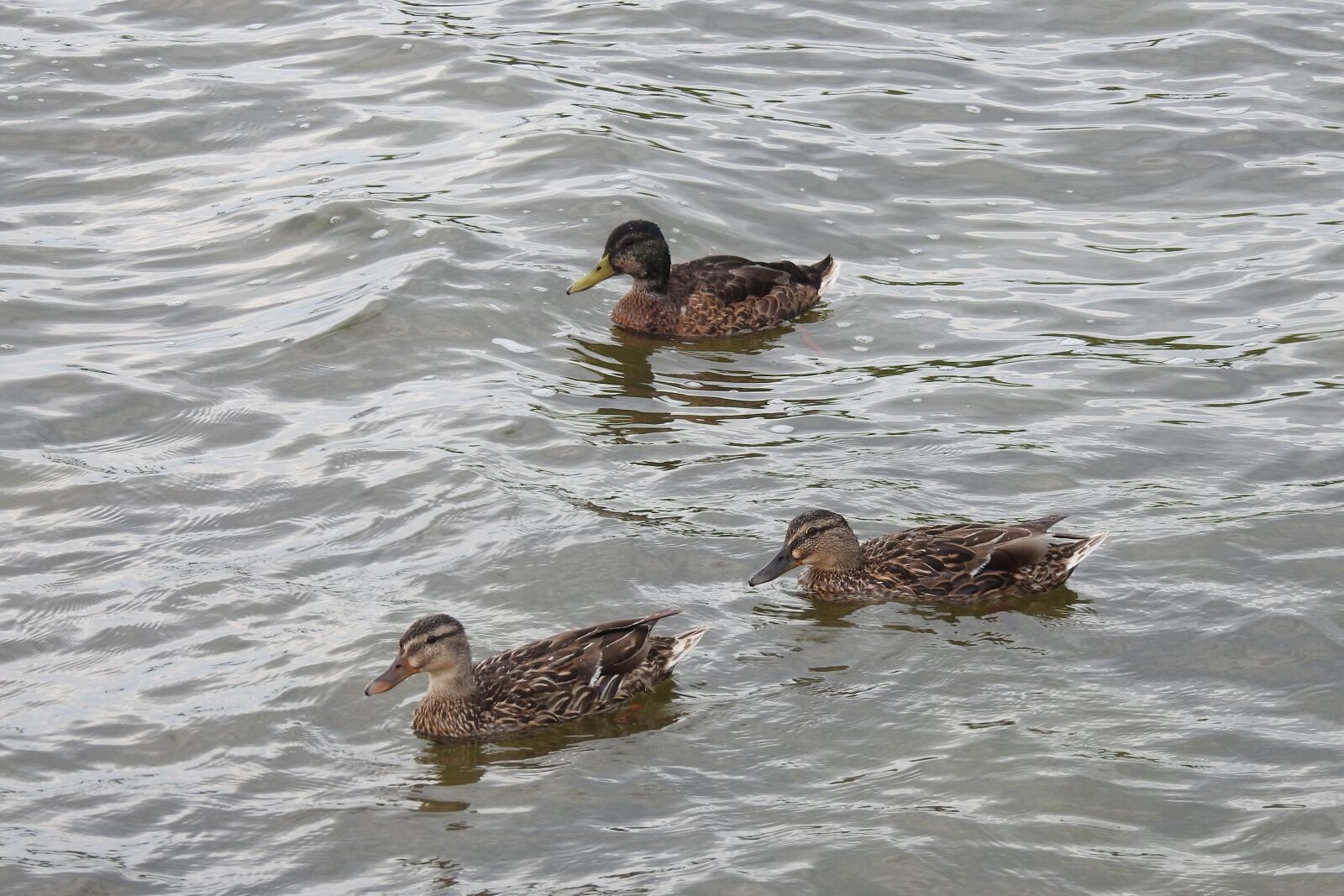 Nikon Coolpix P900 sample photo. Wild ducks, lake, water photography