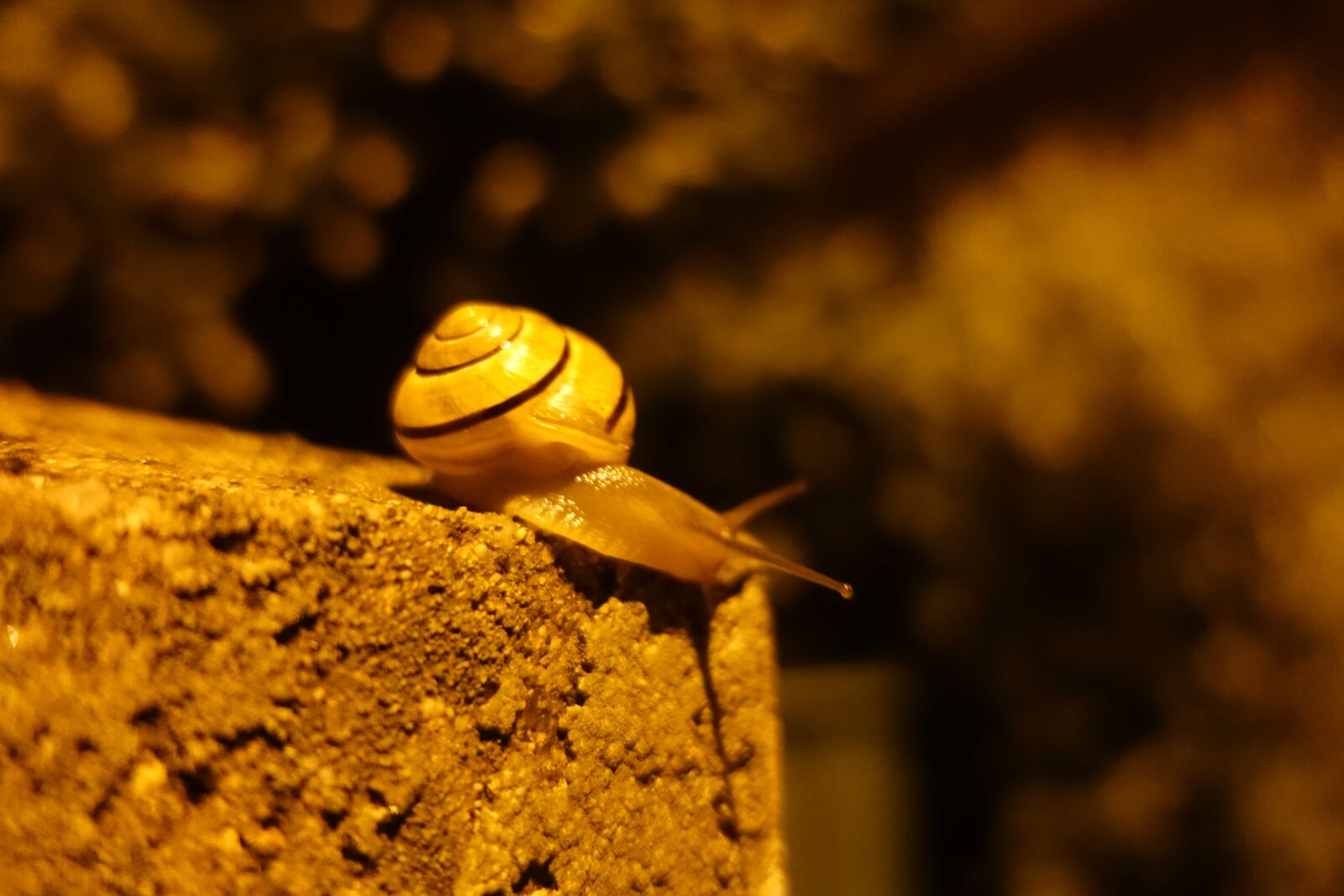 Sony Cyber-shot DSC-RX100 IV sample photo. Night, snail, nature photography