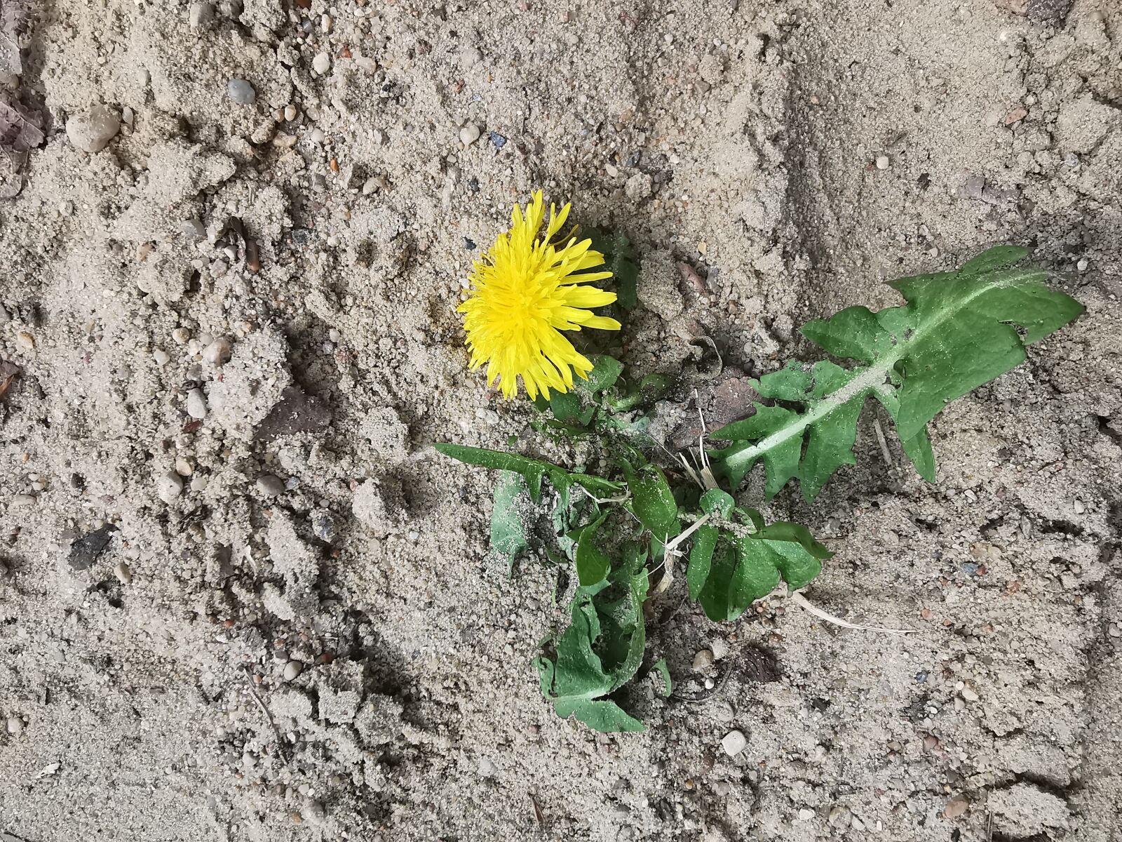 HUAWEI P30 Pro sample photo. Flower, sand, spring photography