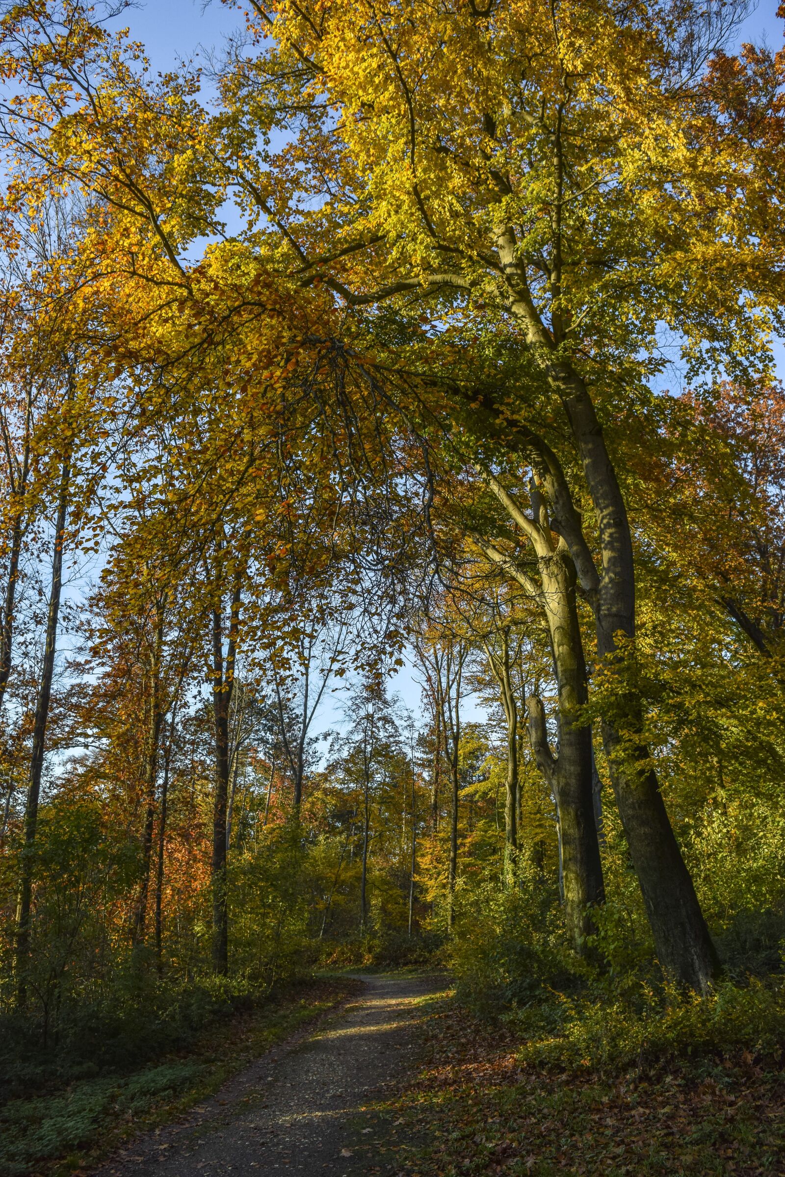Nikon D3300 sample photo. Forest, nature, autumn photography