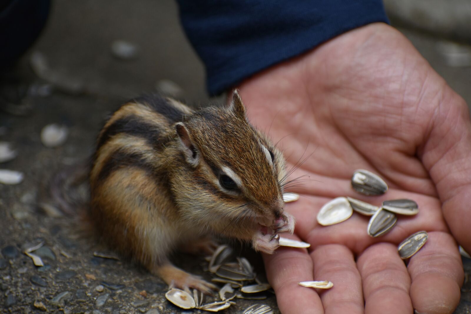Nikon D7200 sample photo. Animal, squirrel, chipmunk photography