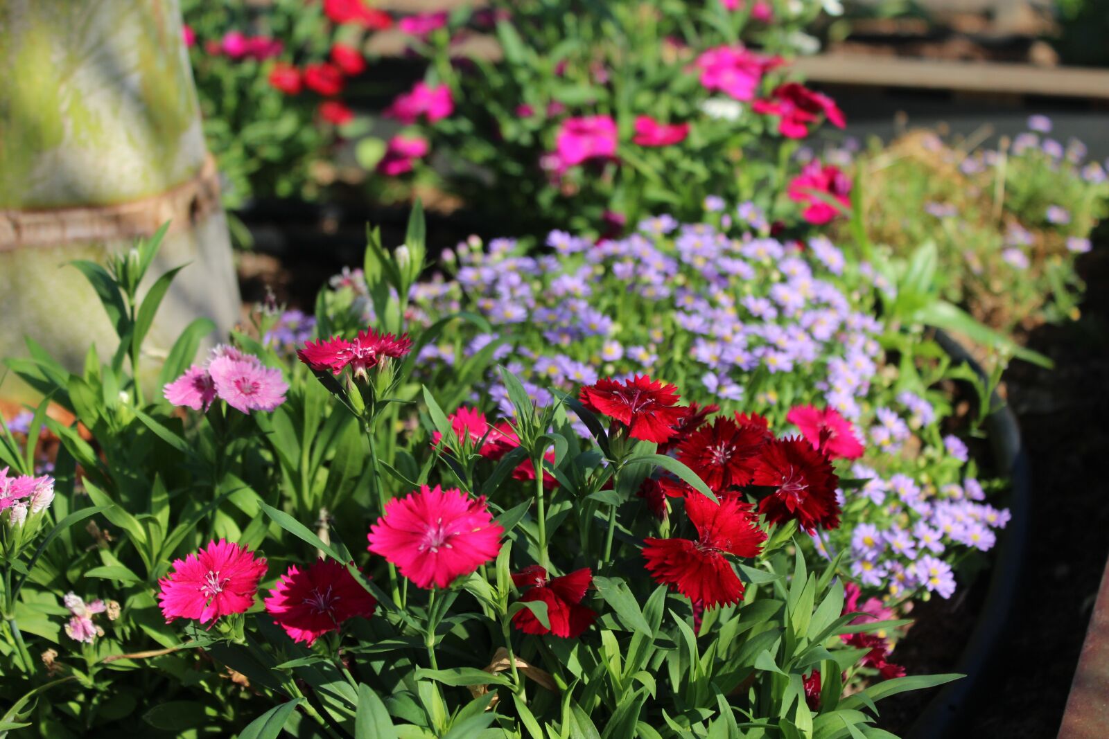 Canon EOS 1200D (EOS Rebel T5 / EOS Kiss X70 / EOS Hi) sample photo. Flowers, nature, summer photography