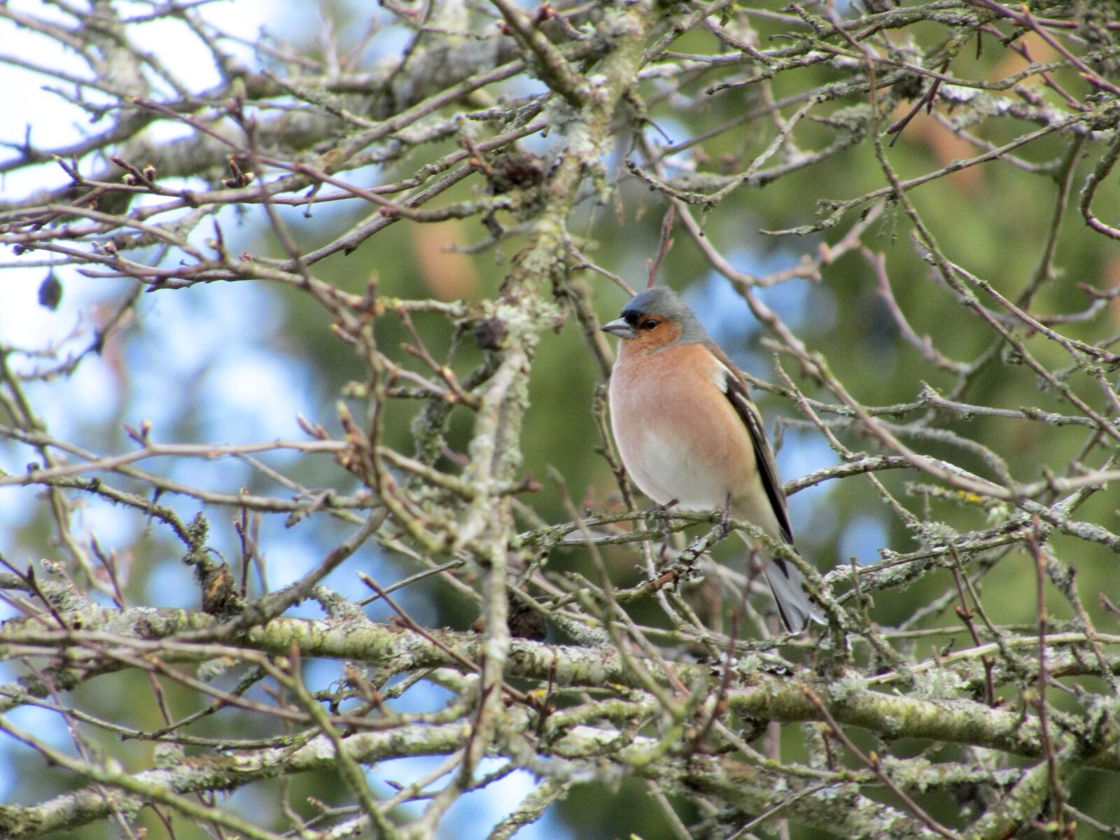 Canon PowerShot SX410 IS sample photo. Chaffinch, bird, nature photography